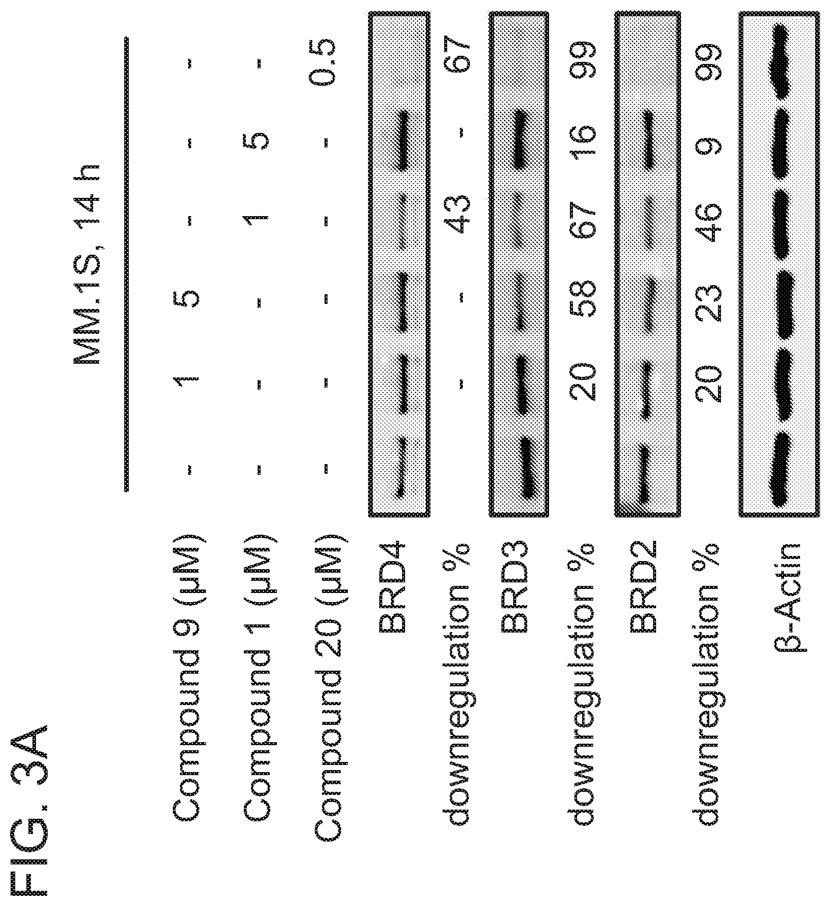 Patent US12365677 Figure 5 – Degraders that target proteins via KEAP1