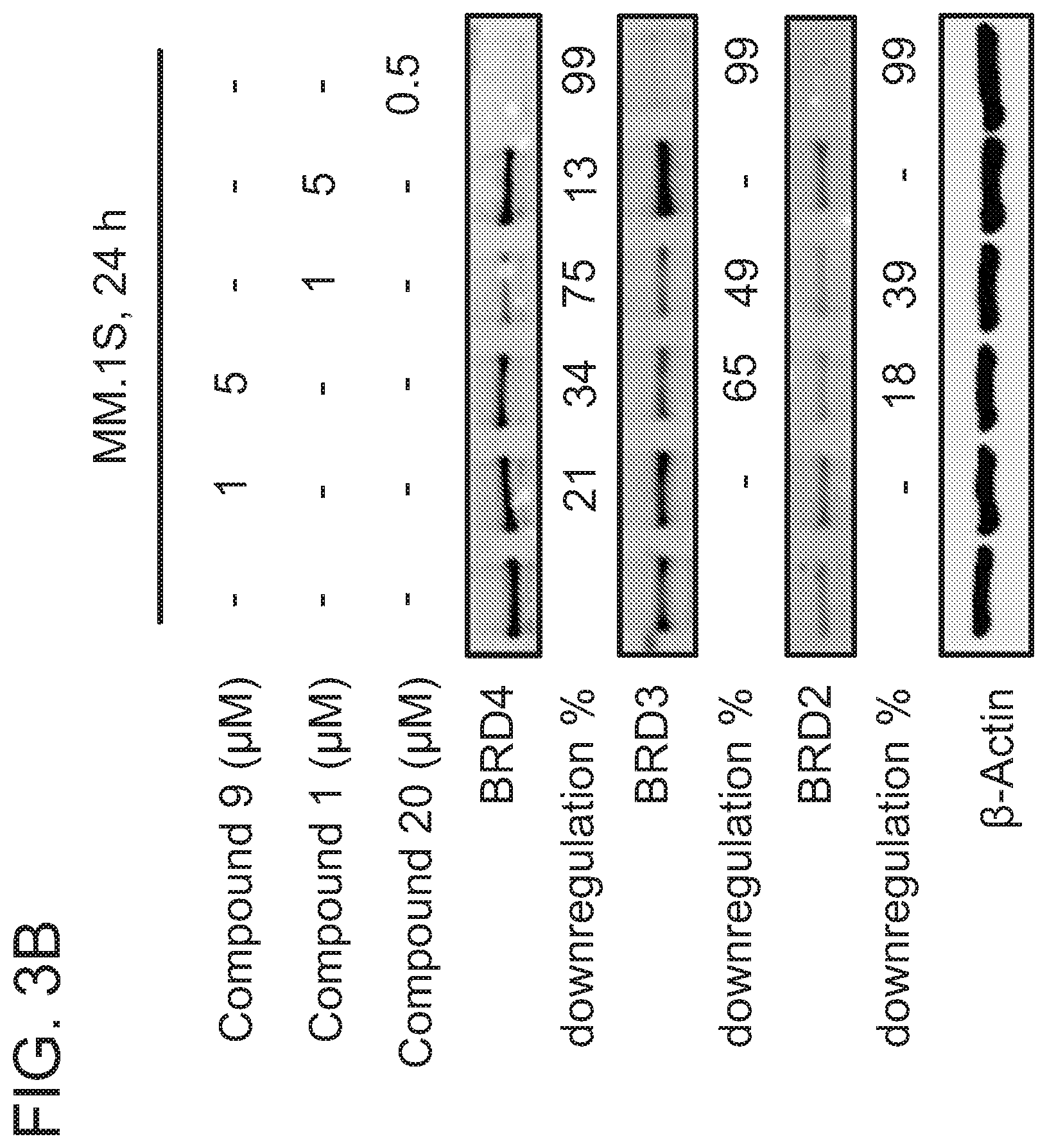 Patent US12365677 Figure 6 – Degraders that target proteins via KEAP1