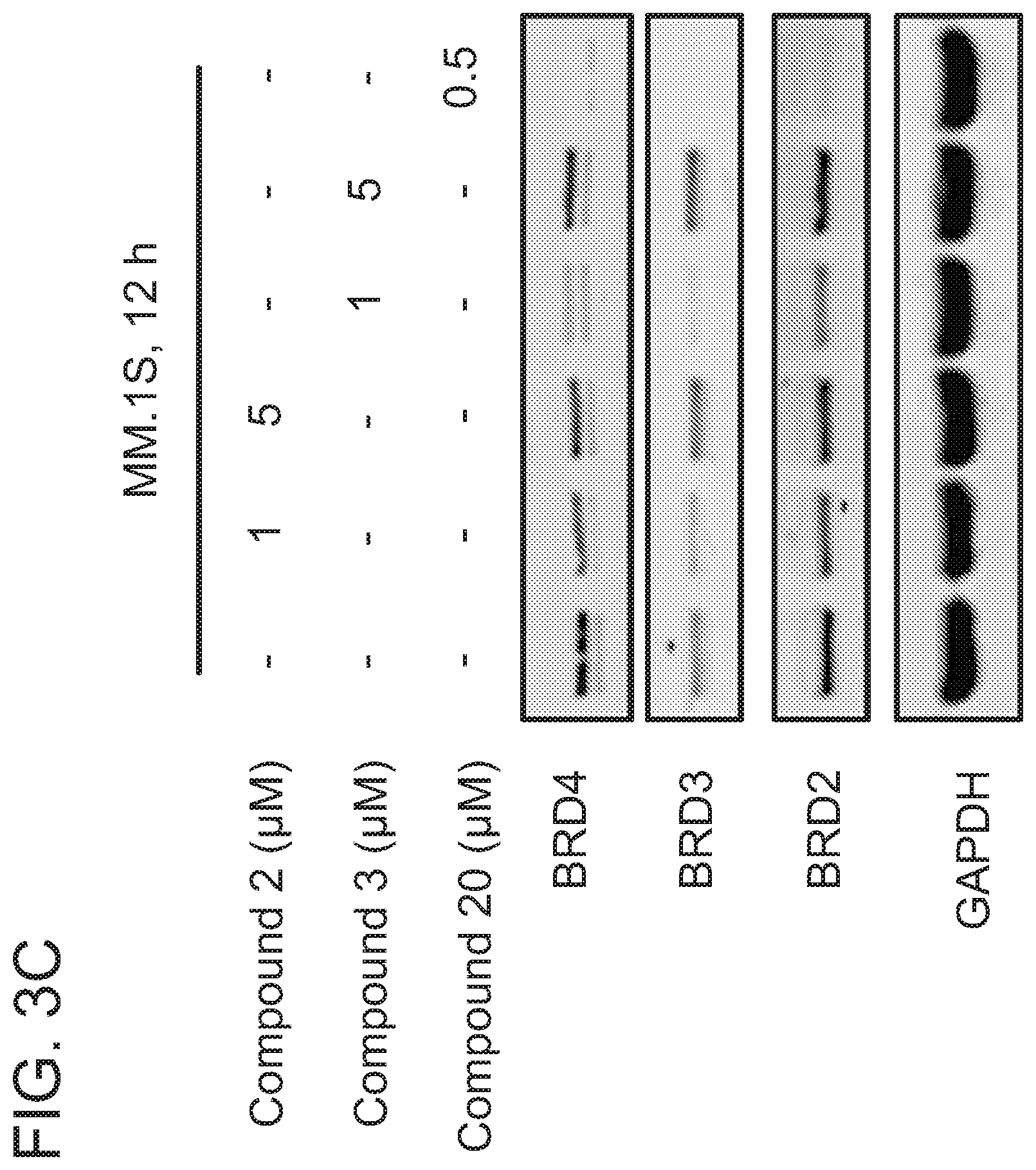 Patent US12365677 Figure 7 – Degraders that target proteins via KEAP1