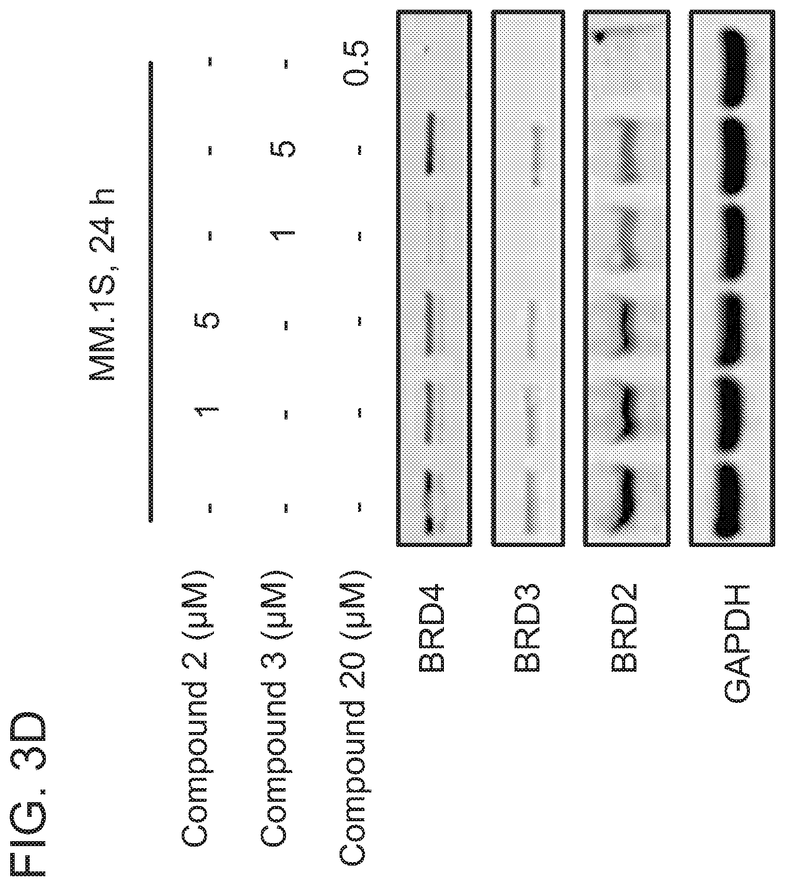 Patent US12365677 Figure 8 – Degraders that target proteins via KEAP1