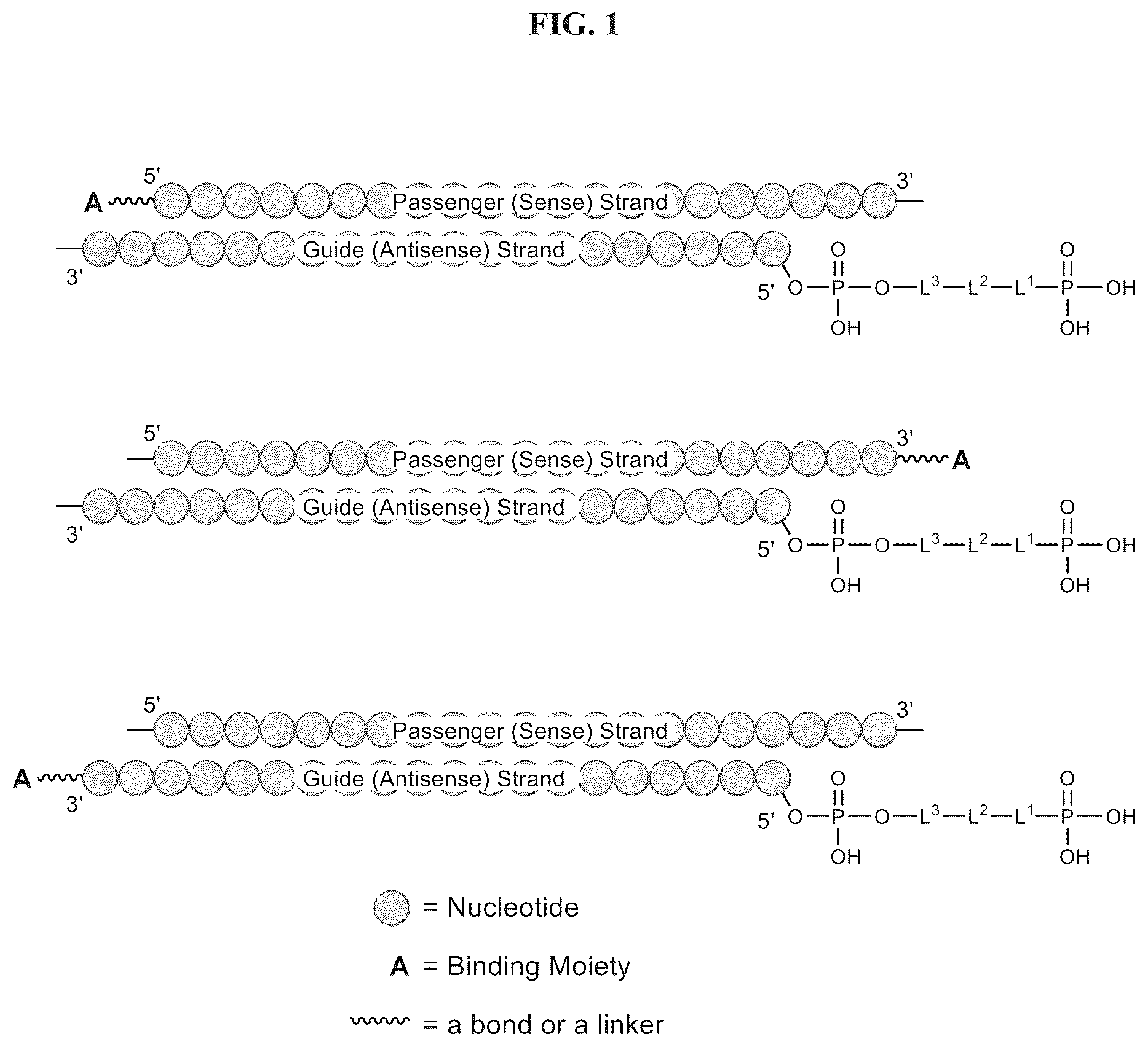 Patent US12365704 Figure 1 – Nucleic acid-polypeptide compositions and uses thereof