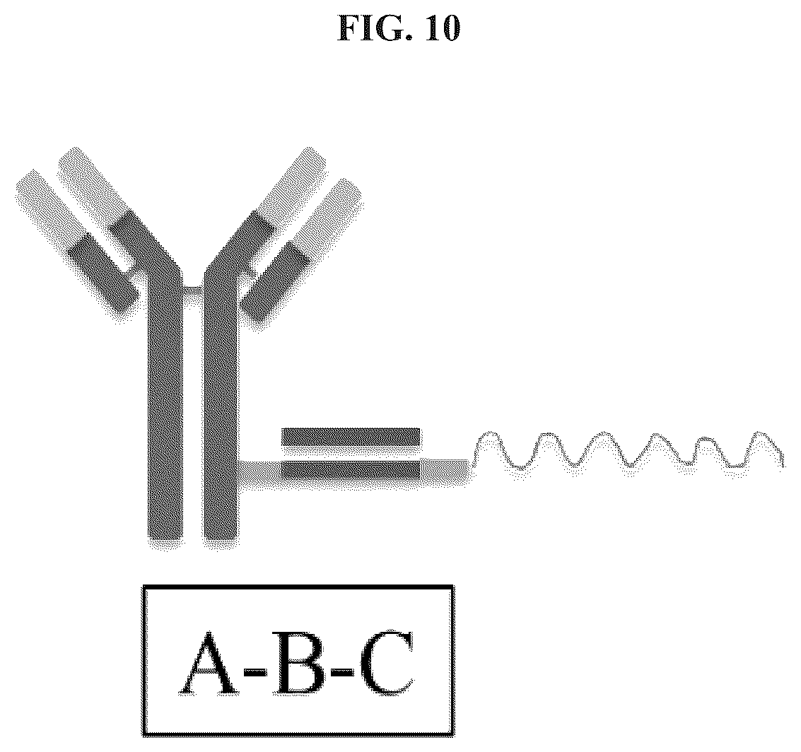 Patent US12365704 Figure 14 – Nucleic acid-polypeptide compositions and uses thereof