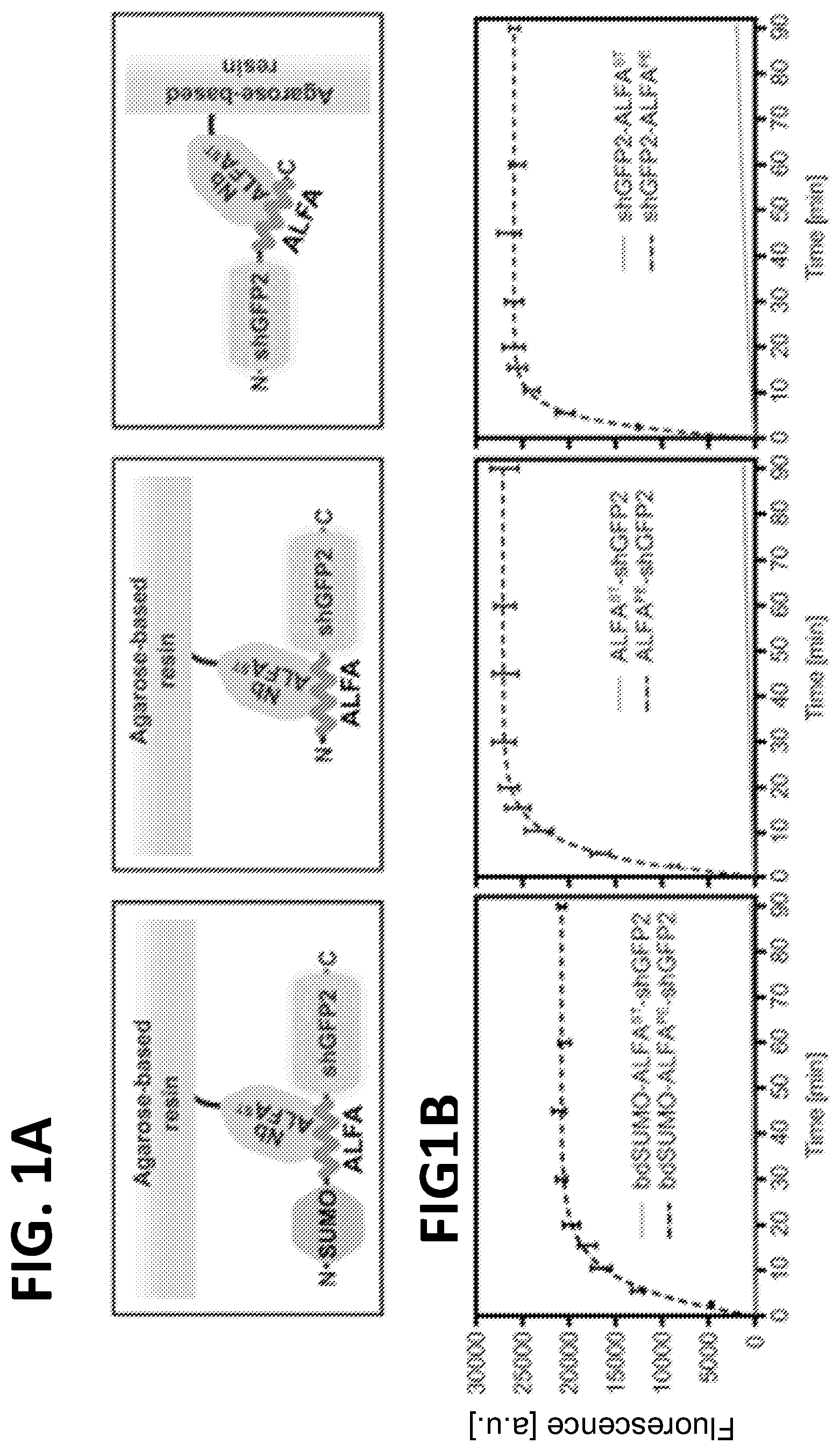 Patent US12365705 Figure 1 – Epitope tags recognized by specific binders