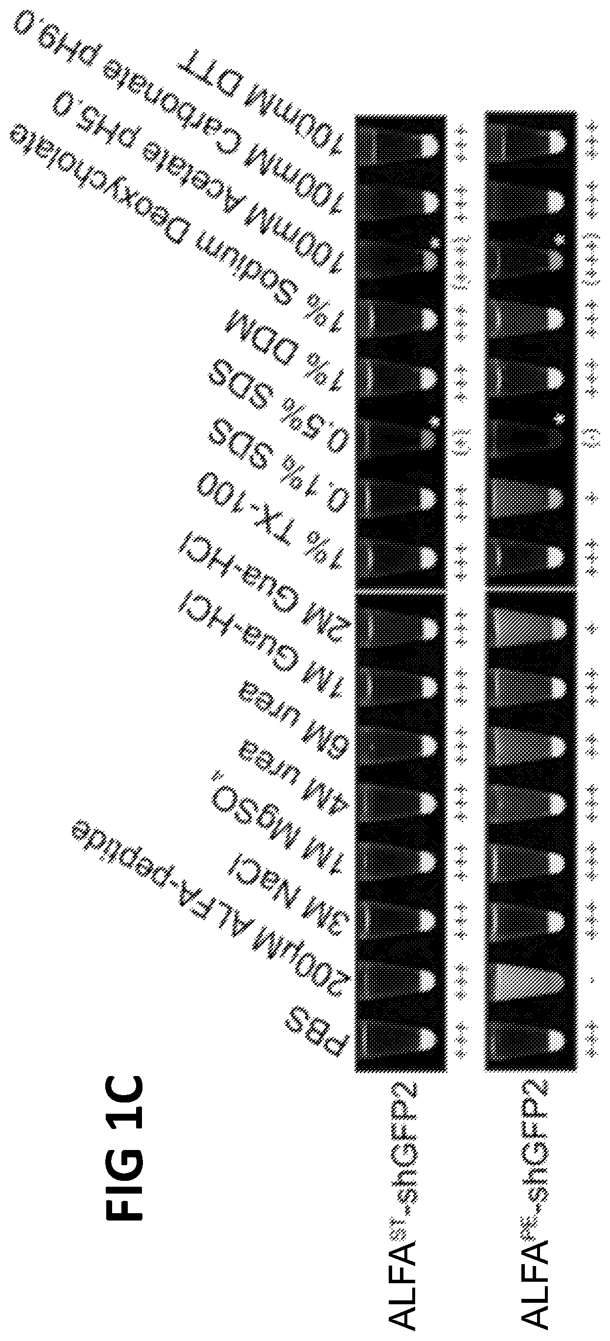 Patent US12365705 Figure 2 – Epitope tags recognized by specific binders
