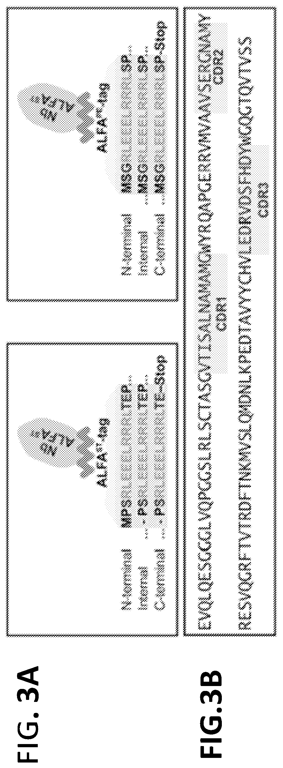 Patent US12365705 Figure 5 – Epitope tags recognized by specific binders