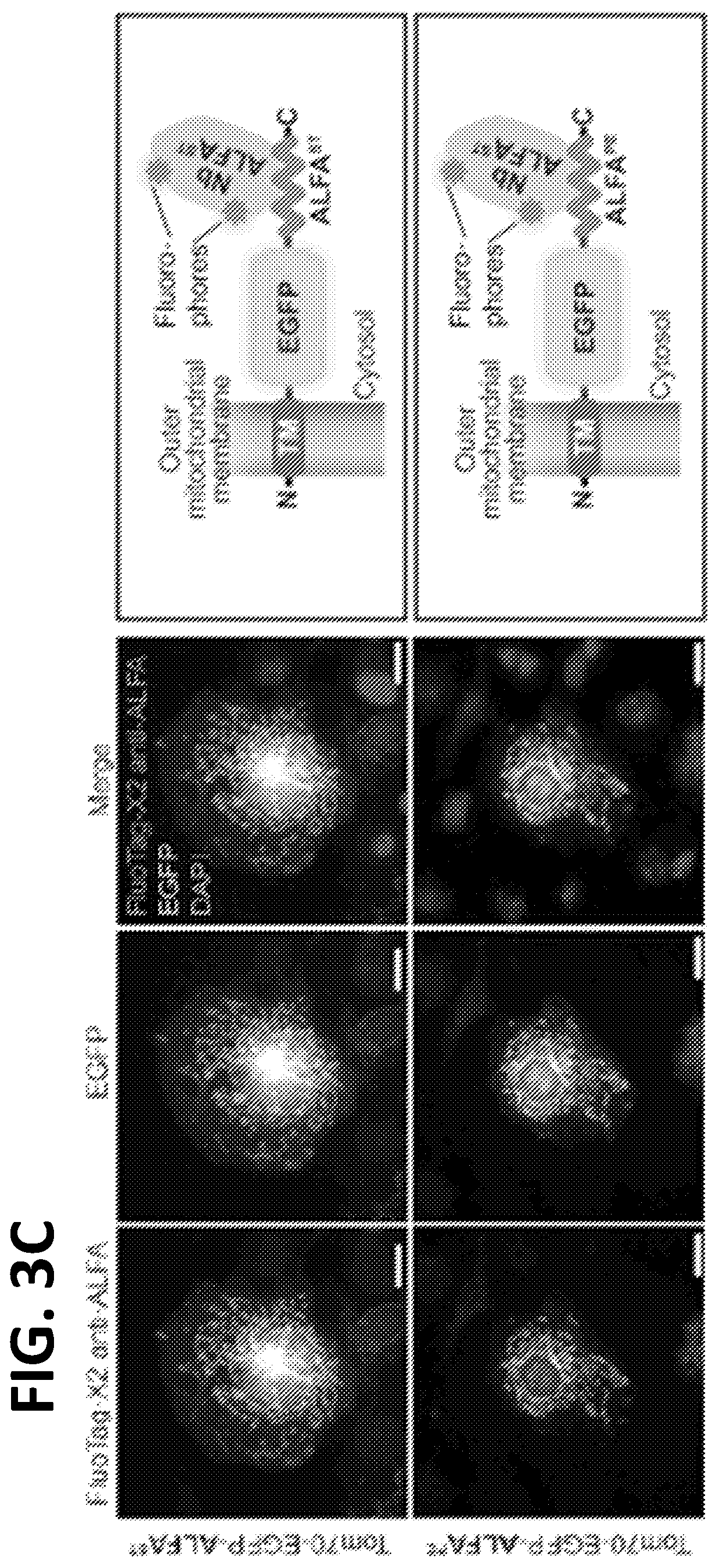 Patent US12365705 Figure 6 – Epitope tags recognized by specific binders