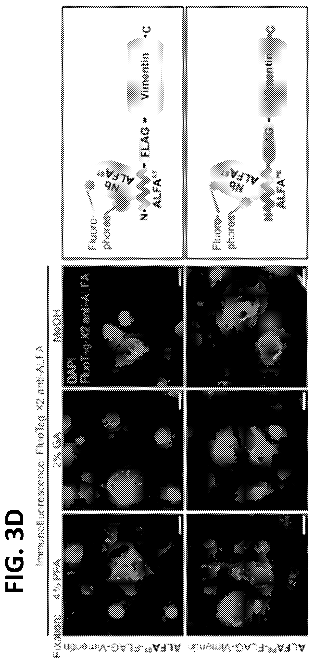 Patent US12365705 Figure 7 – Epitope tags recognized by specific binders