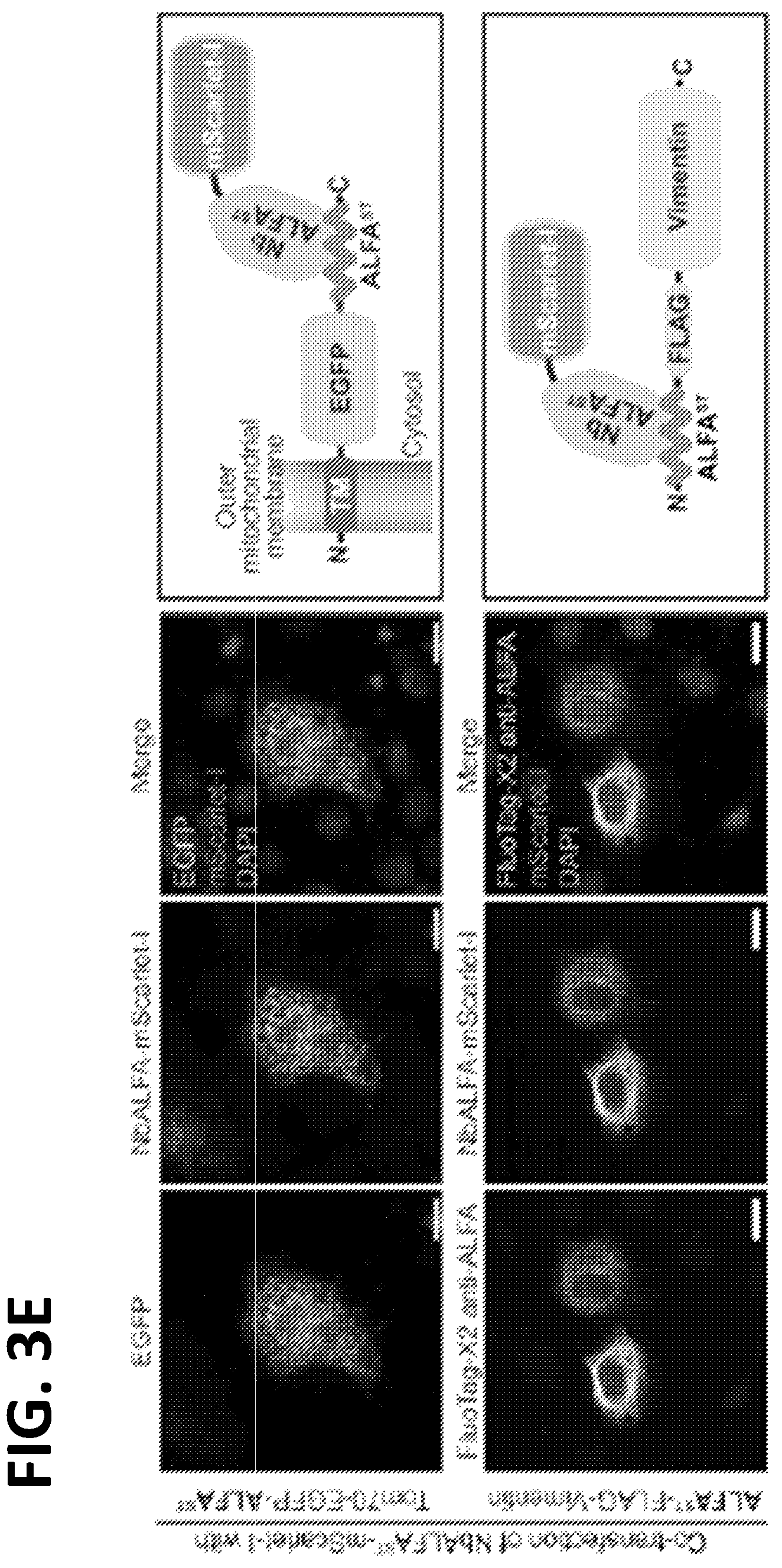Patent US12365705 Figure 8 – Epitope tags recognized by specific binders