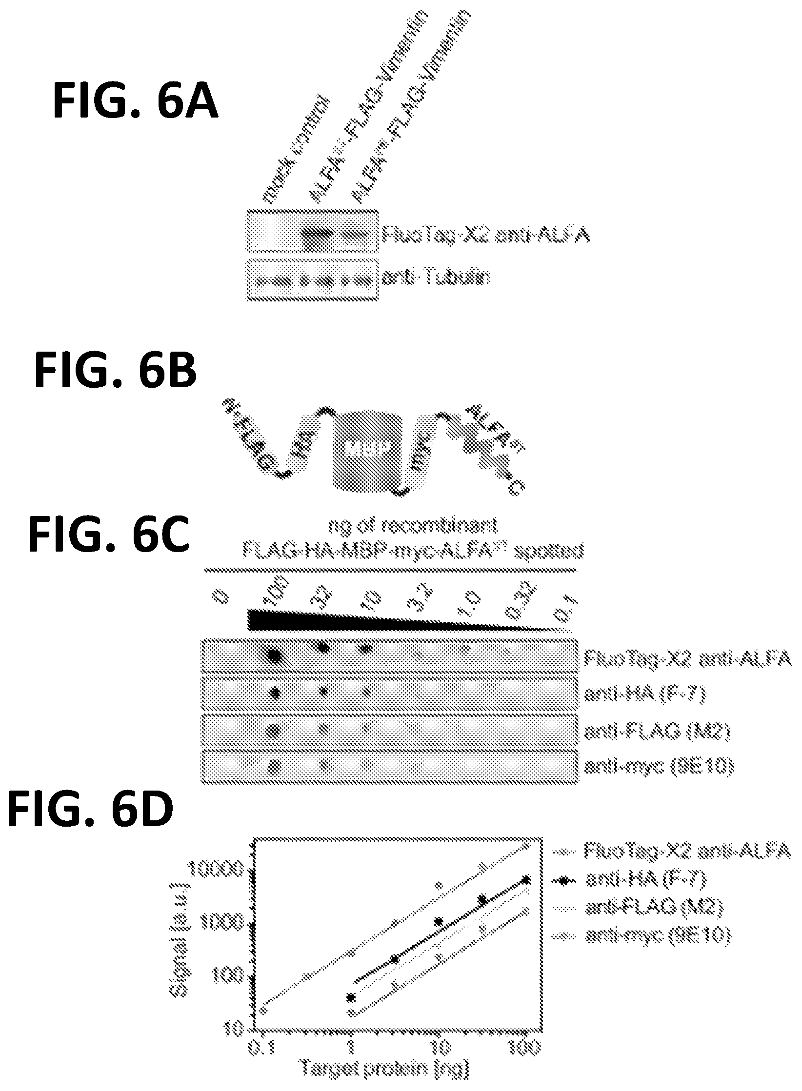 Patent US12365705 Figure 11 – Epitope tags recognized by specific binders