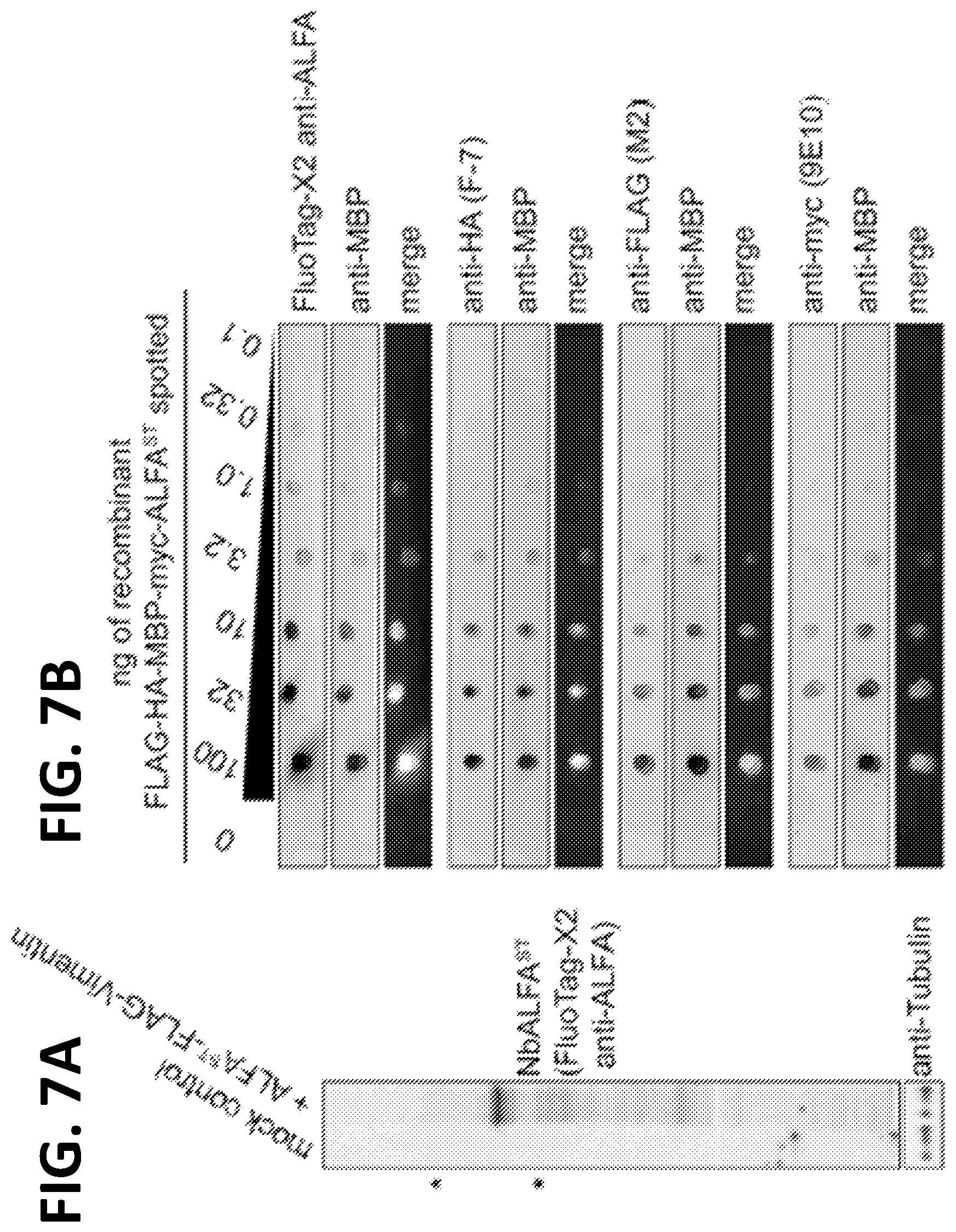 Patent US12365705 Figure 12 – Epitope tags recognized by specific binders