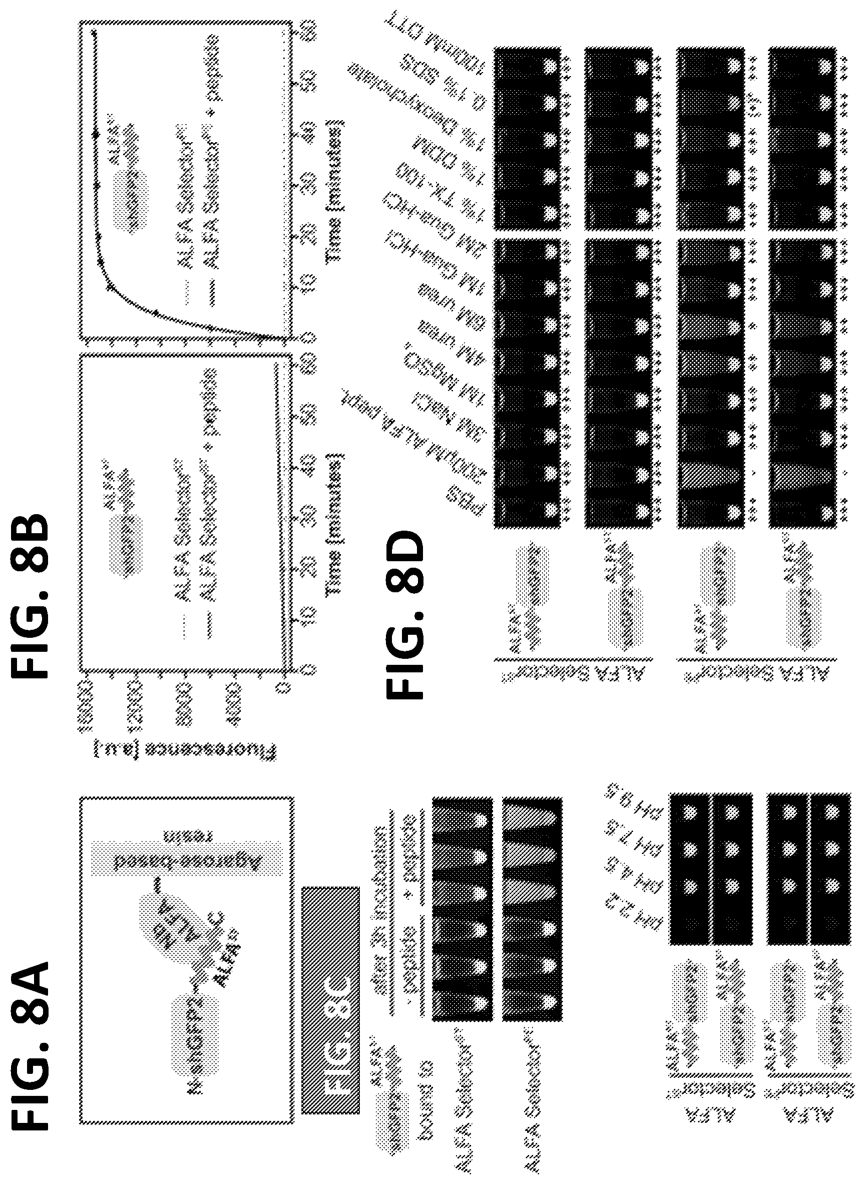 Patent US12365705 Figure 13 – Epitope tags recognized by specific binders