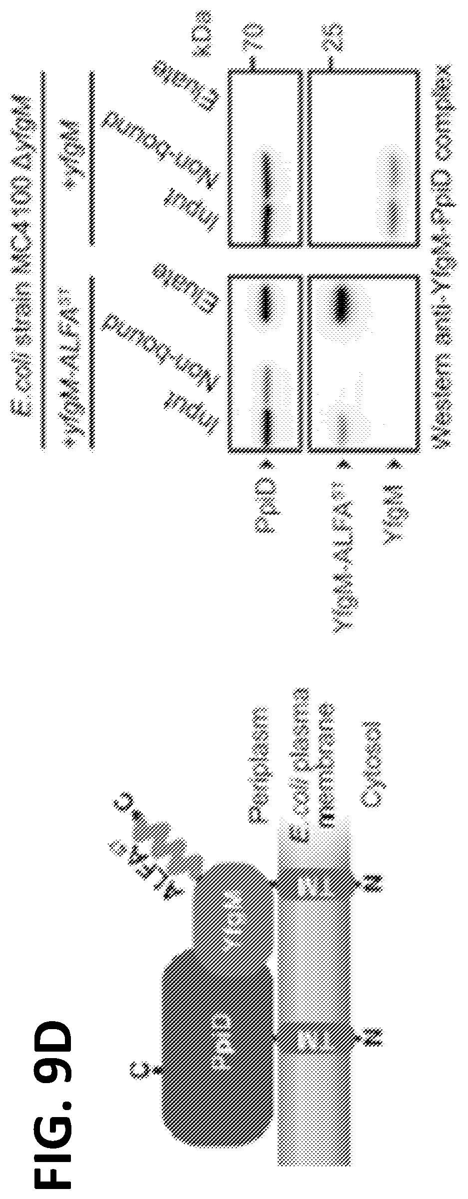 Patent US12365705 Figure 15 – Epitope tags recognized by specific binders