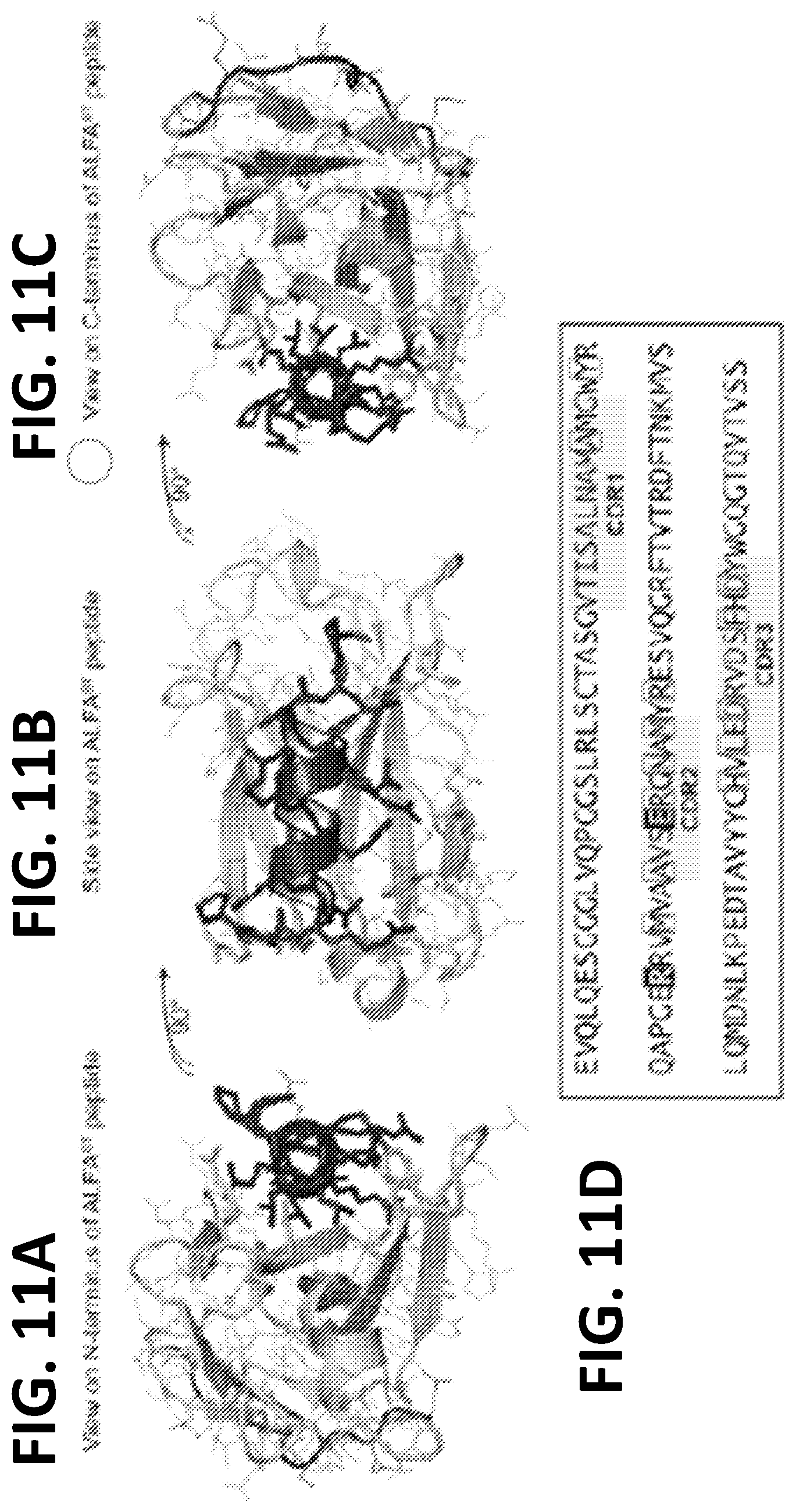 Patent US12365705 Figure 17 – Epitope tags recognized by specific binders