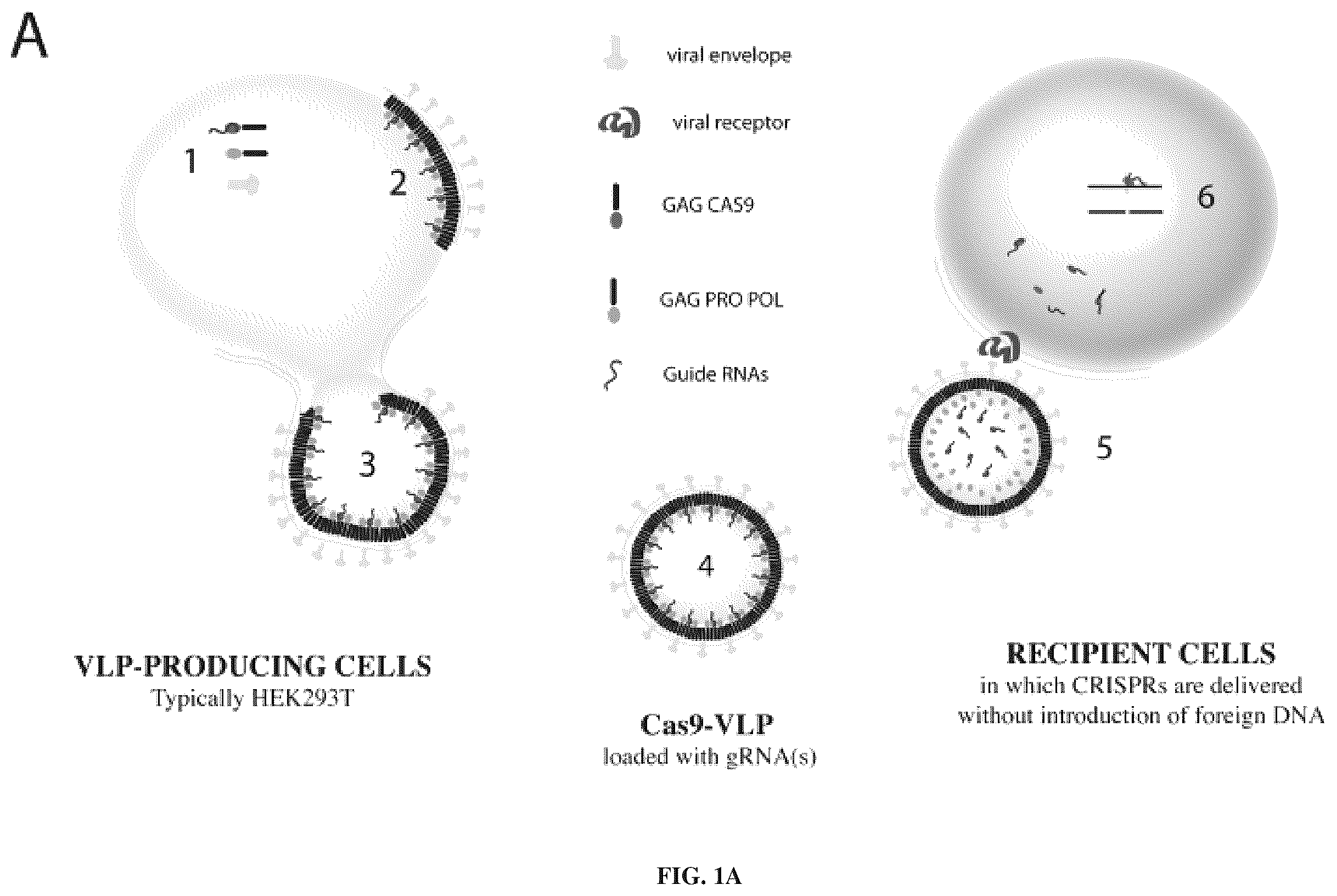 Patent US12365707 — Methods and products for genetic engineering — Figure 1
