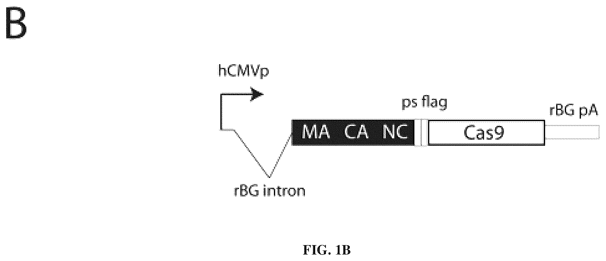 Patent US12365707 Figure 2 – Methods and products for genetic engineering