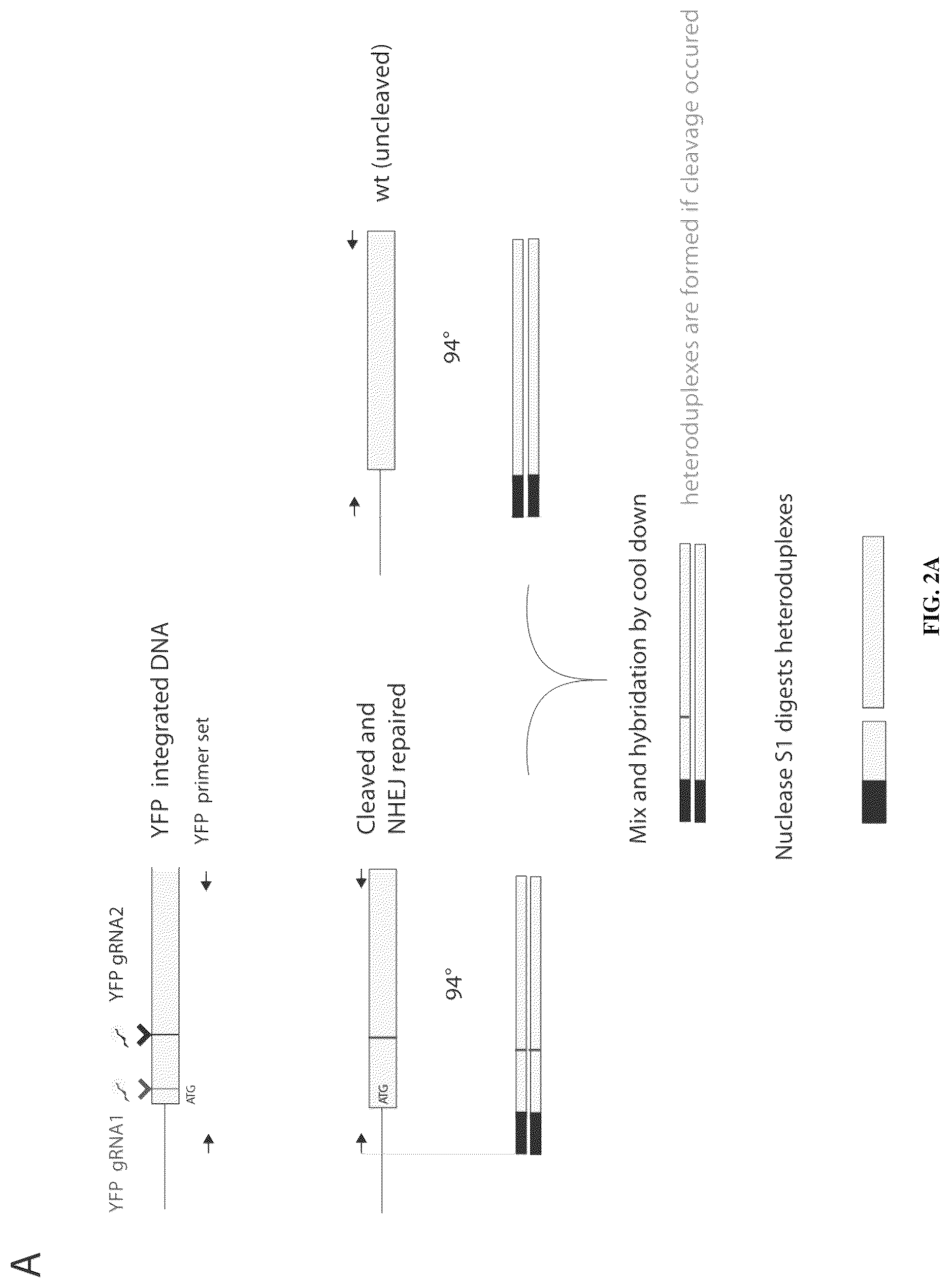 Patent US12365707 Figure 3 – Methods and products for genetic engineering