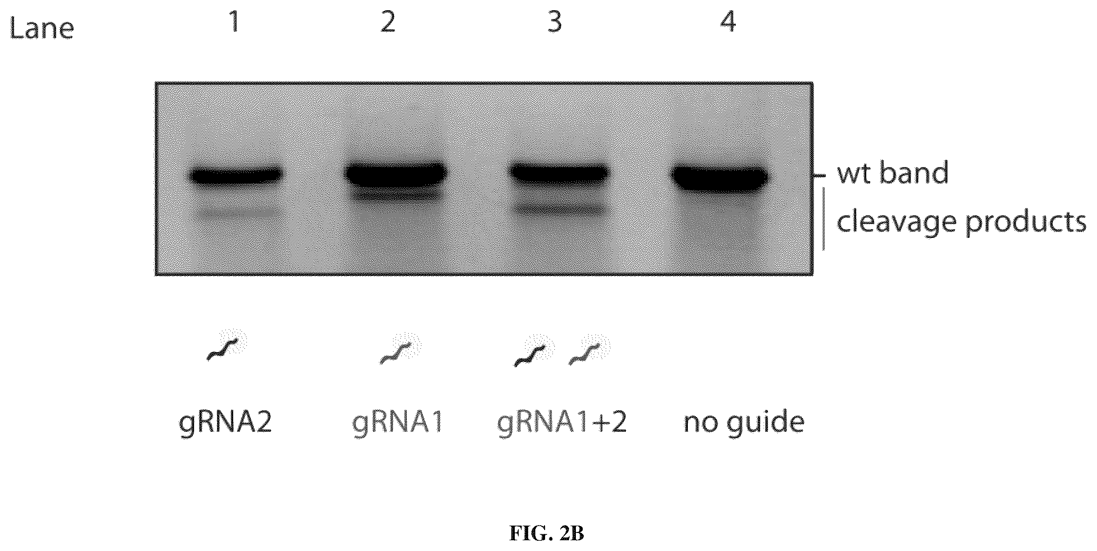 Patent US12365707 Figure 4 – Methods and products for genetic engineering