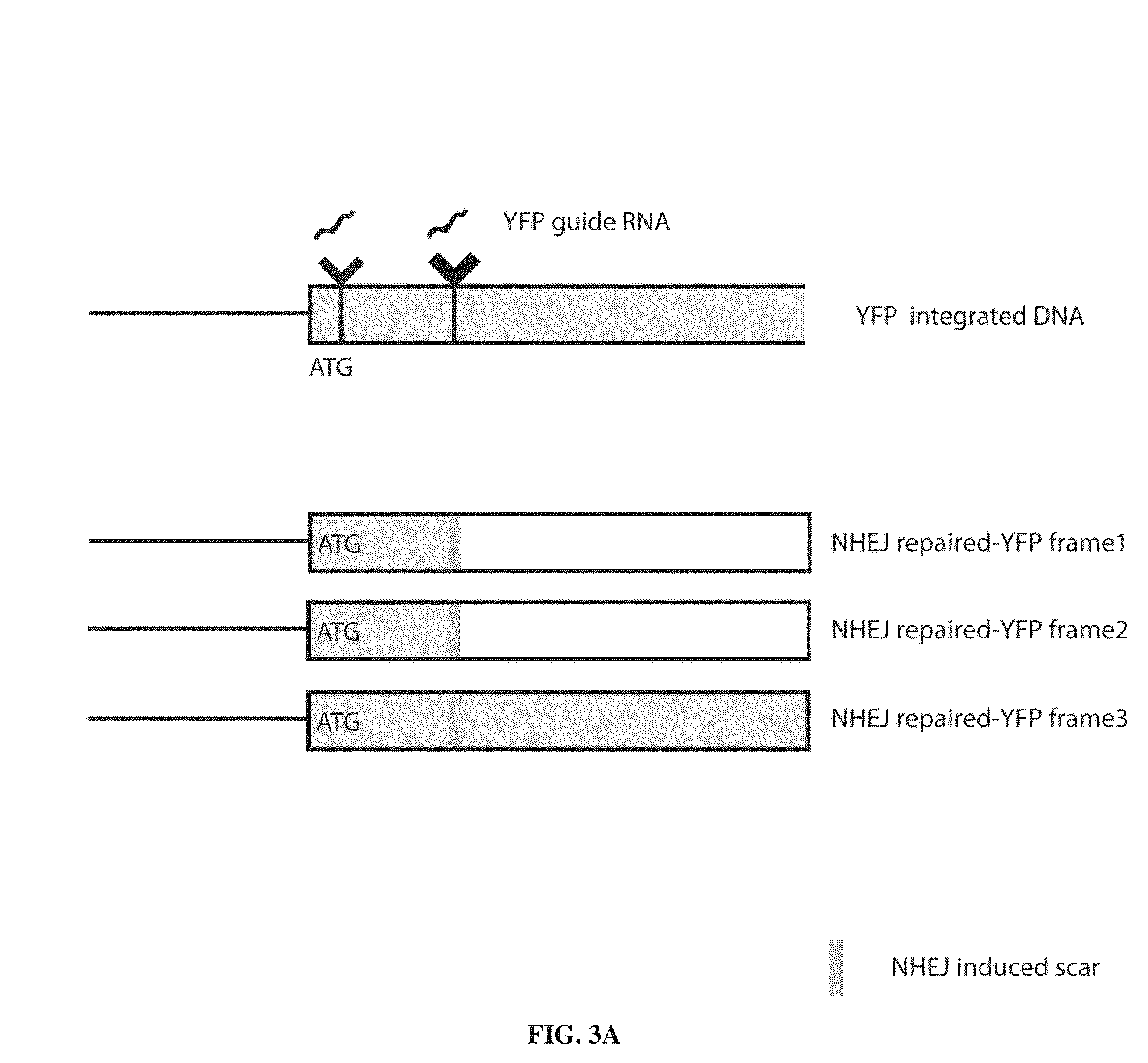 Patent US12365707 Figure 5 – Methods and products for genetic engineering