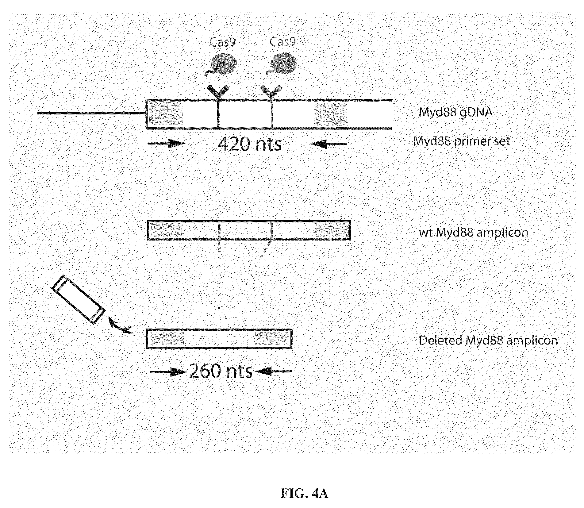 Patent US12365707 Figure 7 – Methods and products for genetic engineering