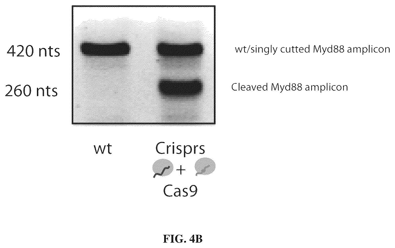 Patent US12365707 Figure 8 – Methods and products for genetic engineering