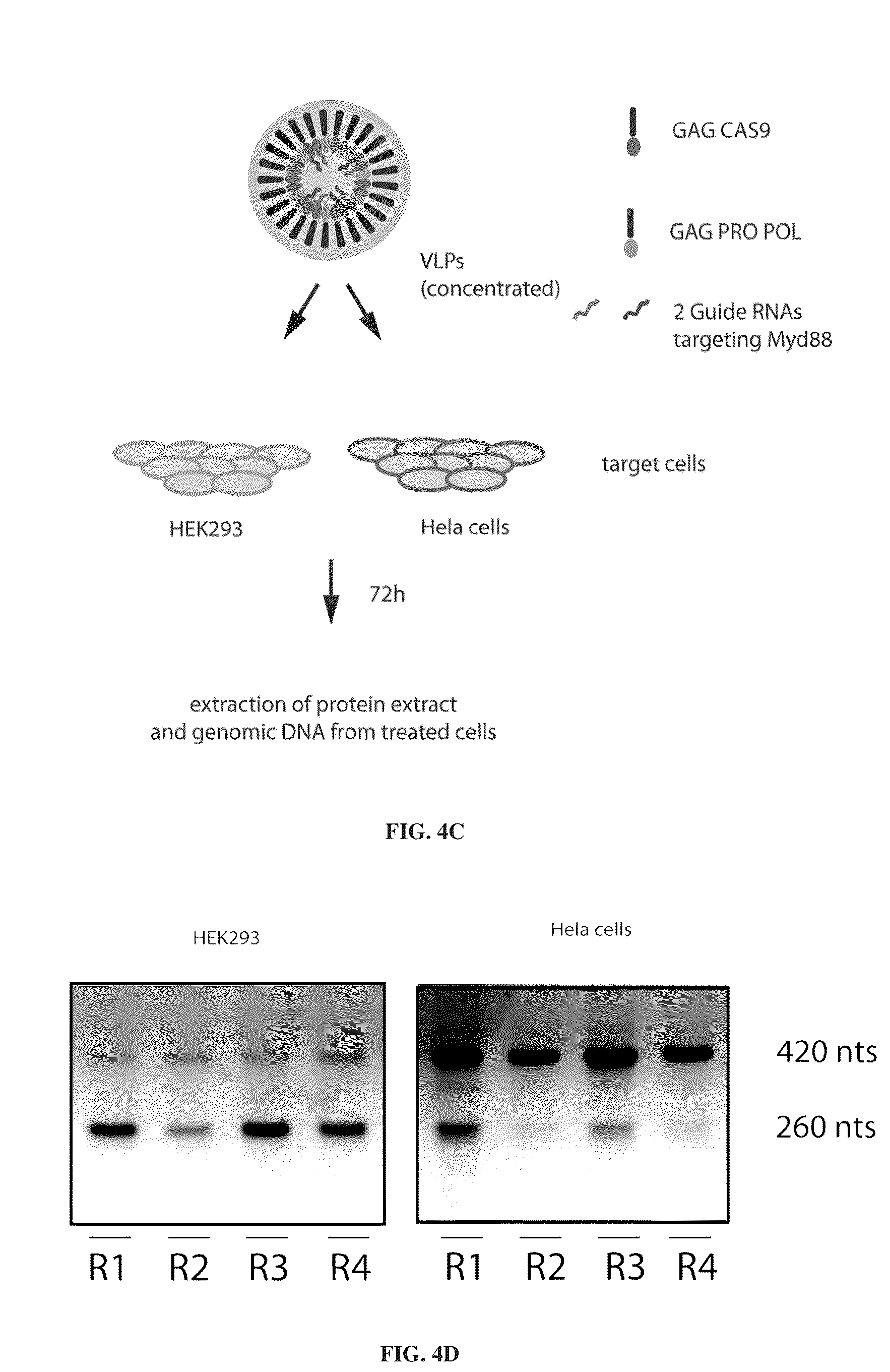 Patent US12365707 Figure 9 – Methods and products for genetic engineering