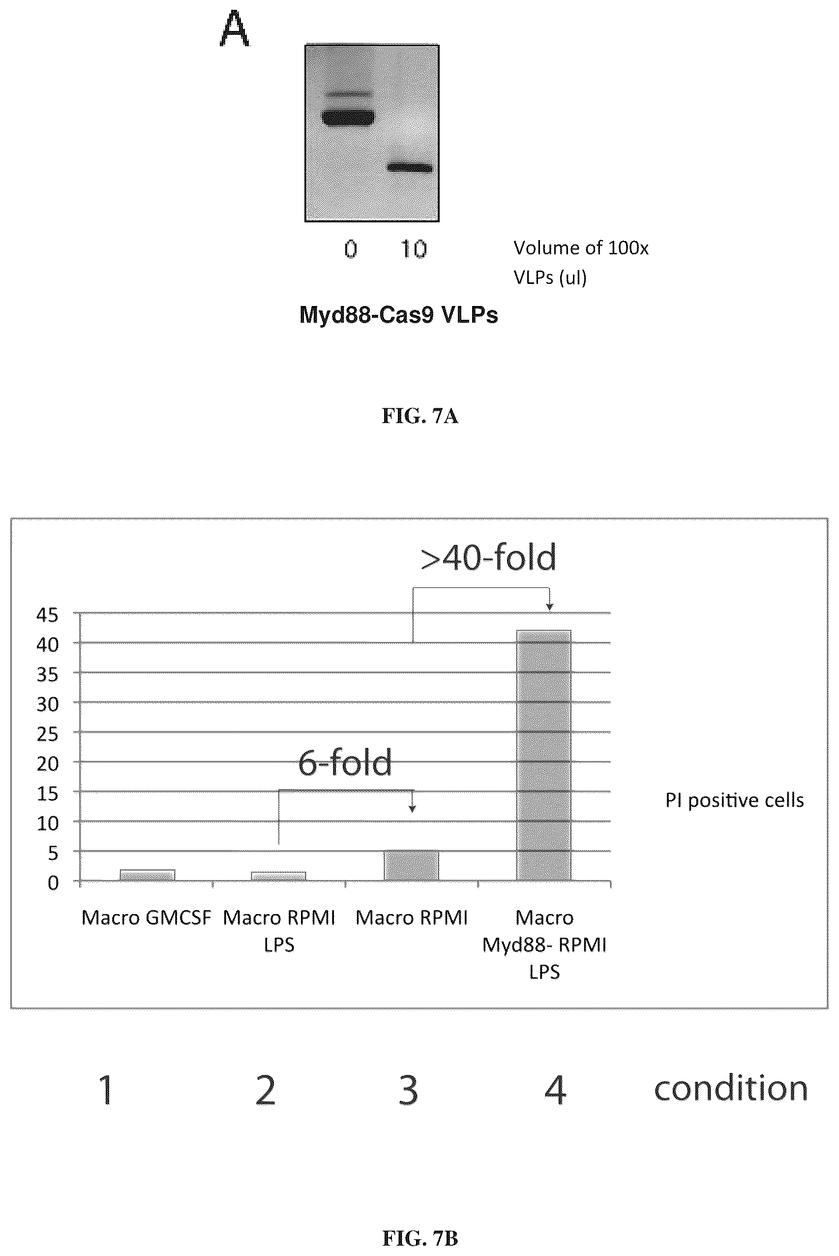 Patent US12365707 Figure 11 – Methods and products for genetic engineering