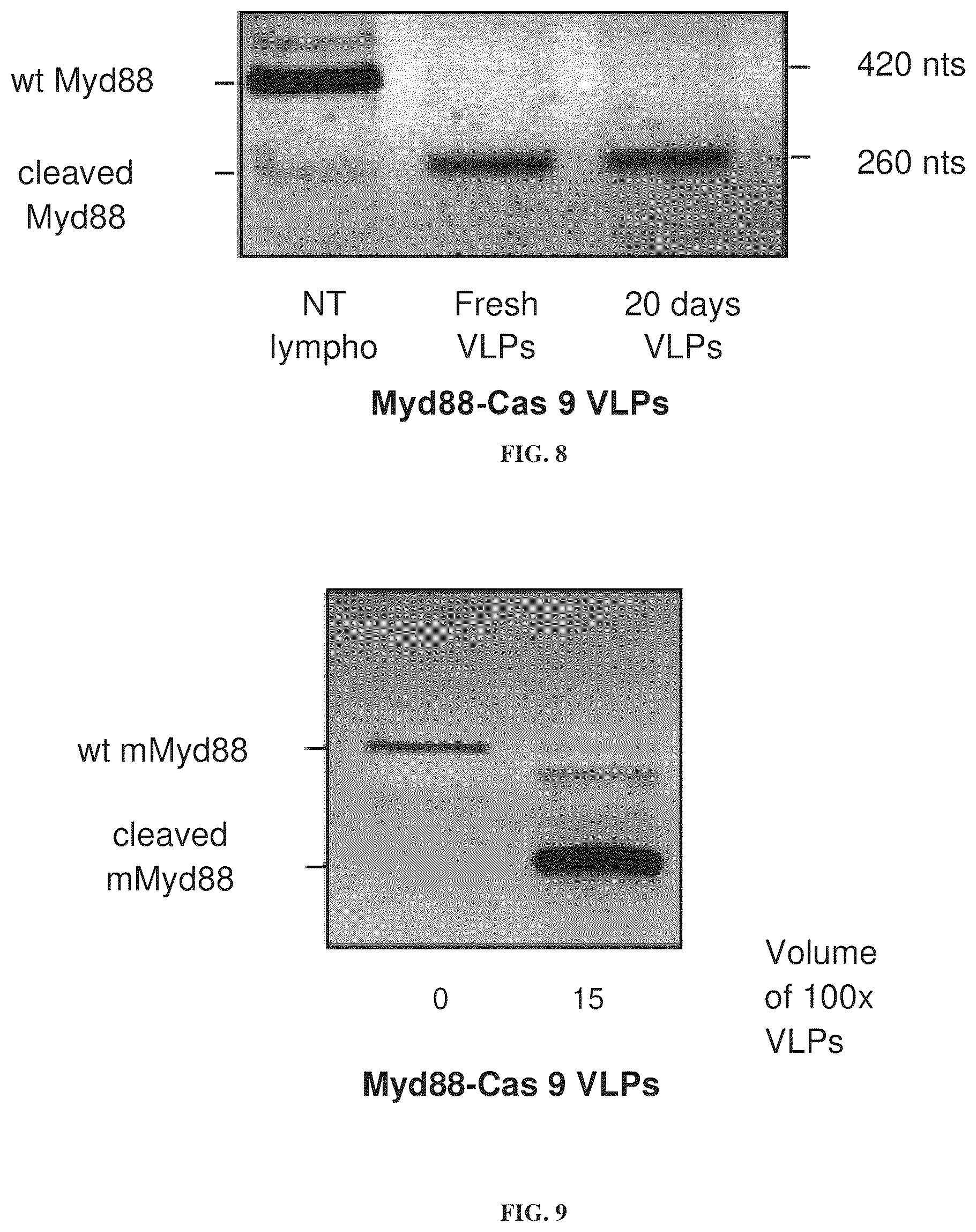 Patent US12365707 Figure 12 – Methods and products for genetic engineering