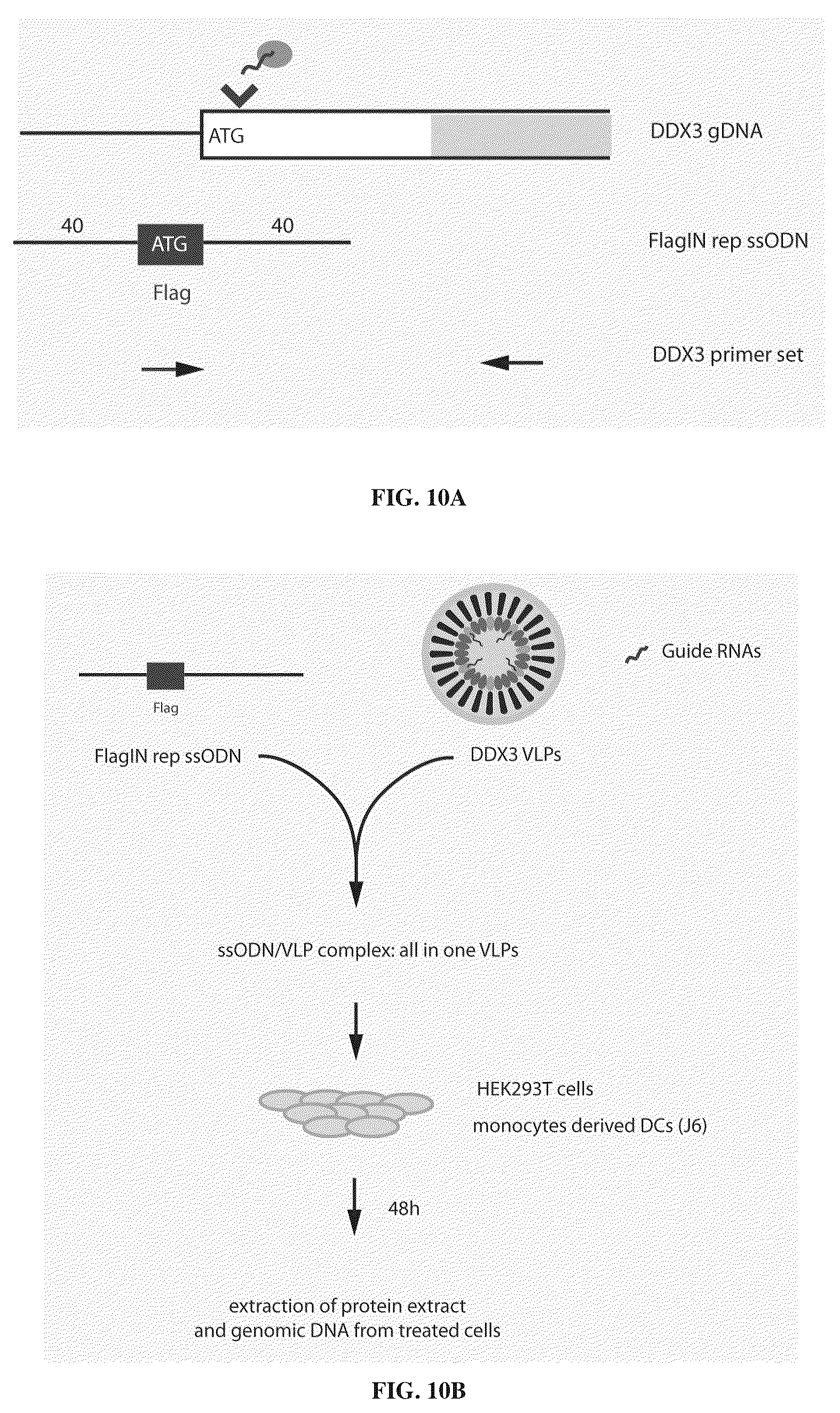 Patent US12365707 Figure 13 – Methods and products for genetic engineering