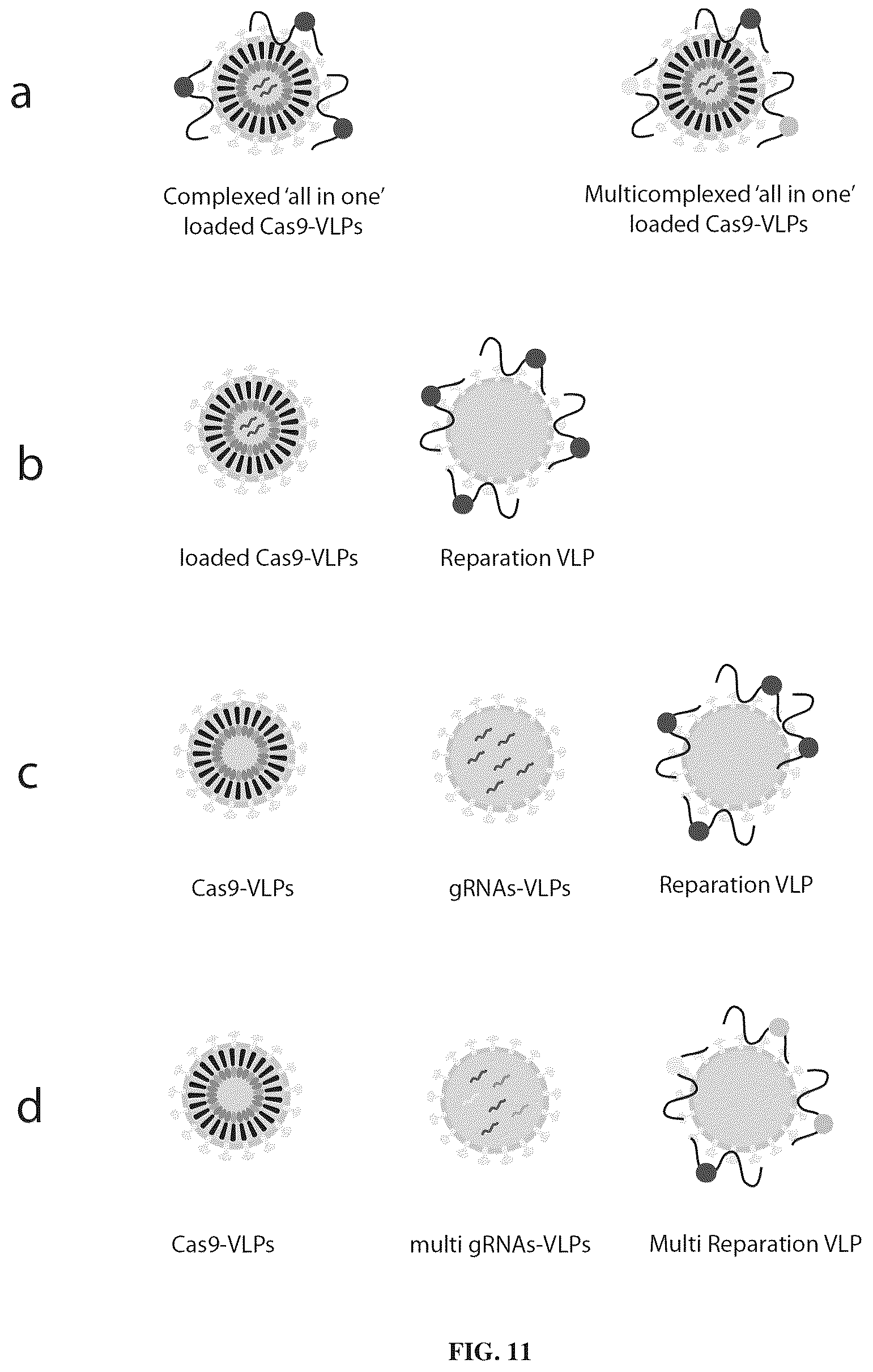 Patent US12365707 Figure 15 – Methods and products for genetic engineering