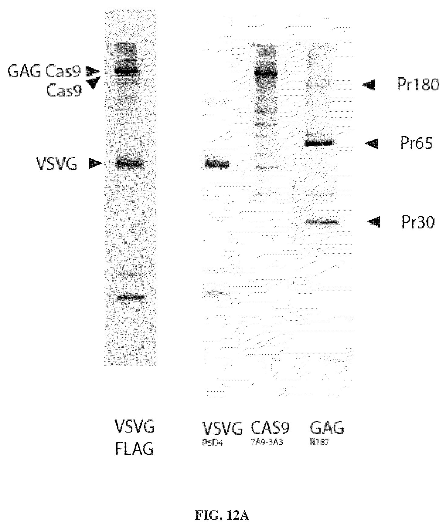 Patent US12365707 Figure 16 – Methods and products for genetic engineering