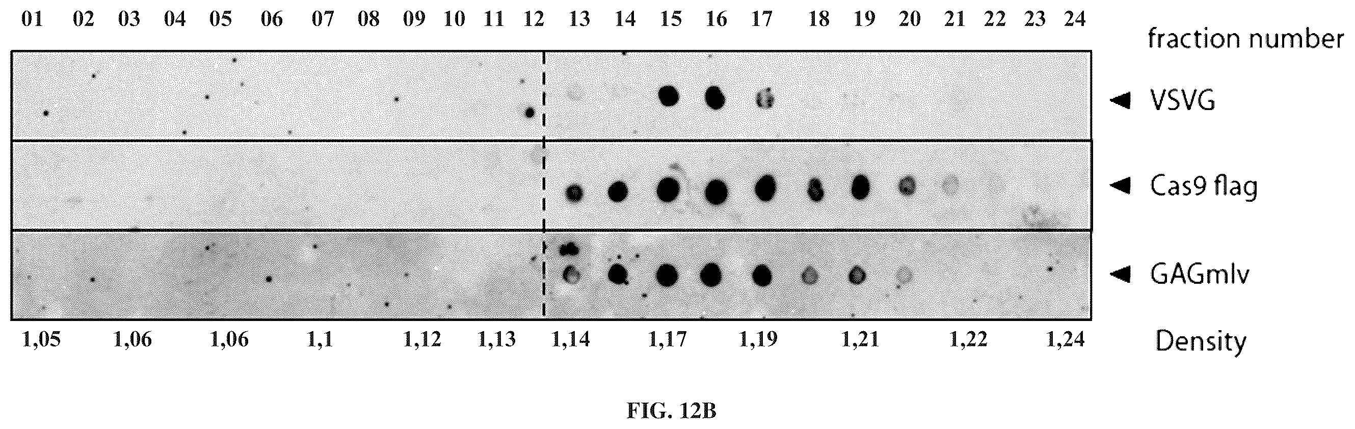 Patent US12365707 Figure 17 – Methods and products for genetic engineering