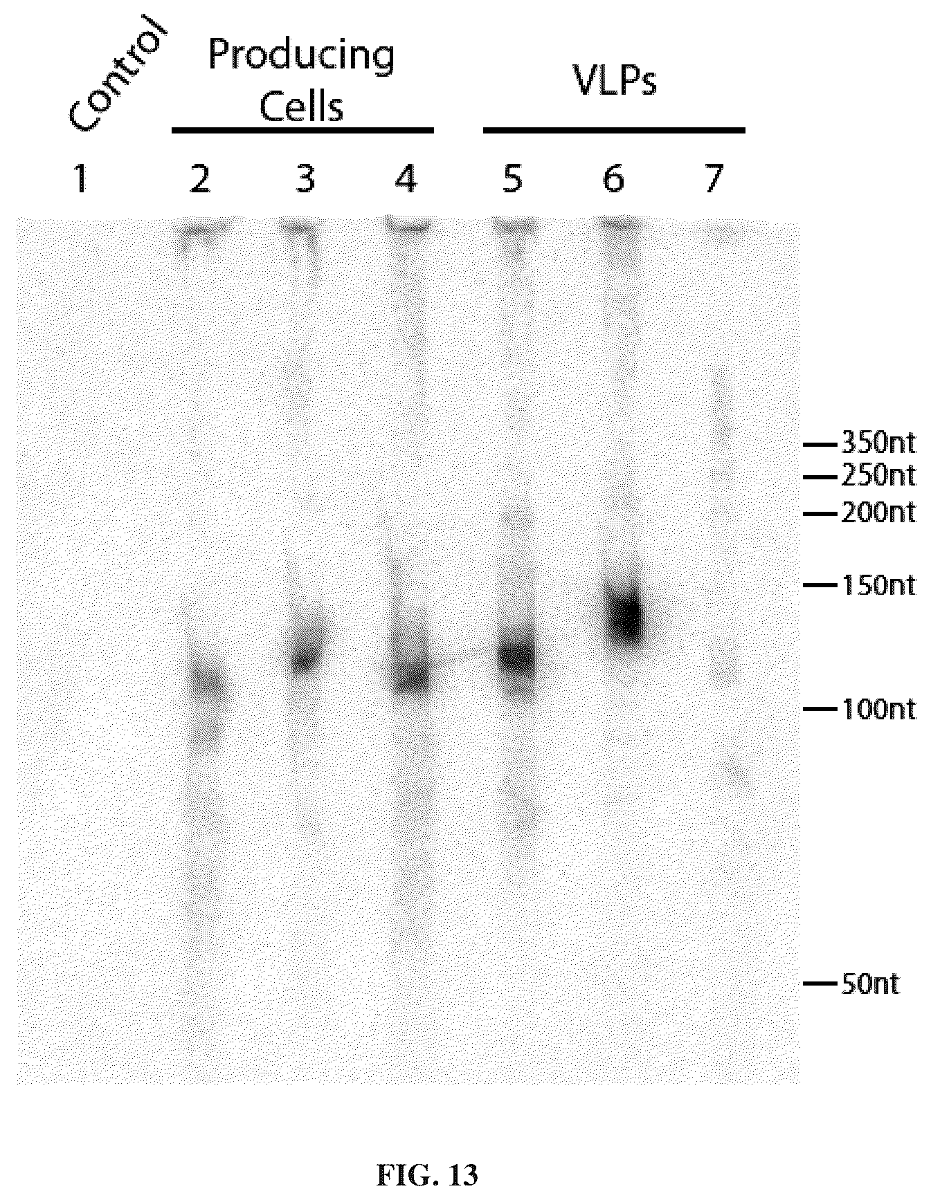 Patent US12365707 Figure 18 – Methods and products for genetic engineering