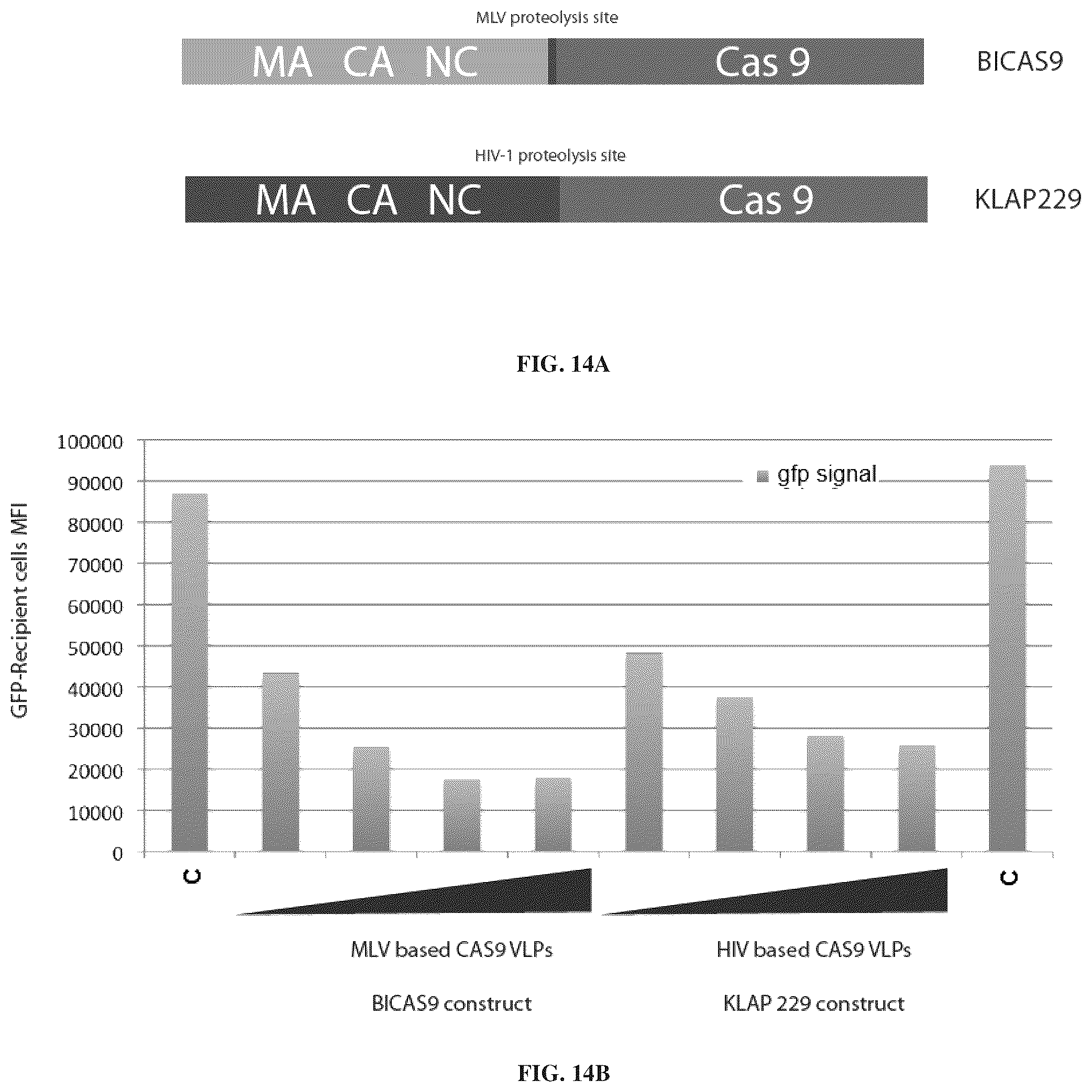Patent US12365707 Figure 19 – Methods and products for genetic engineering