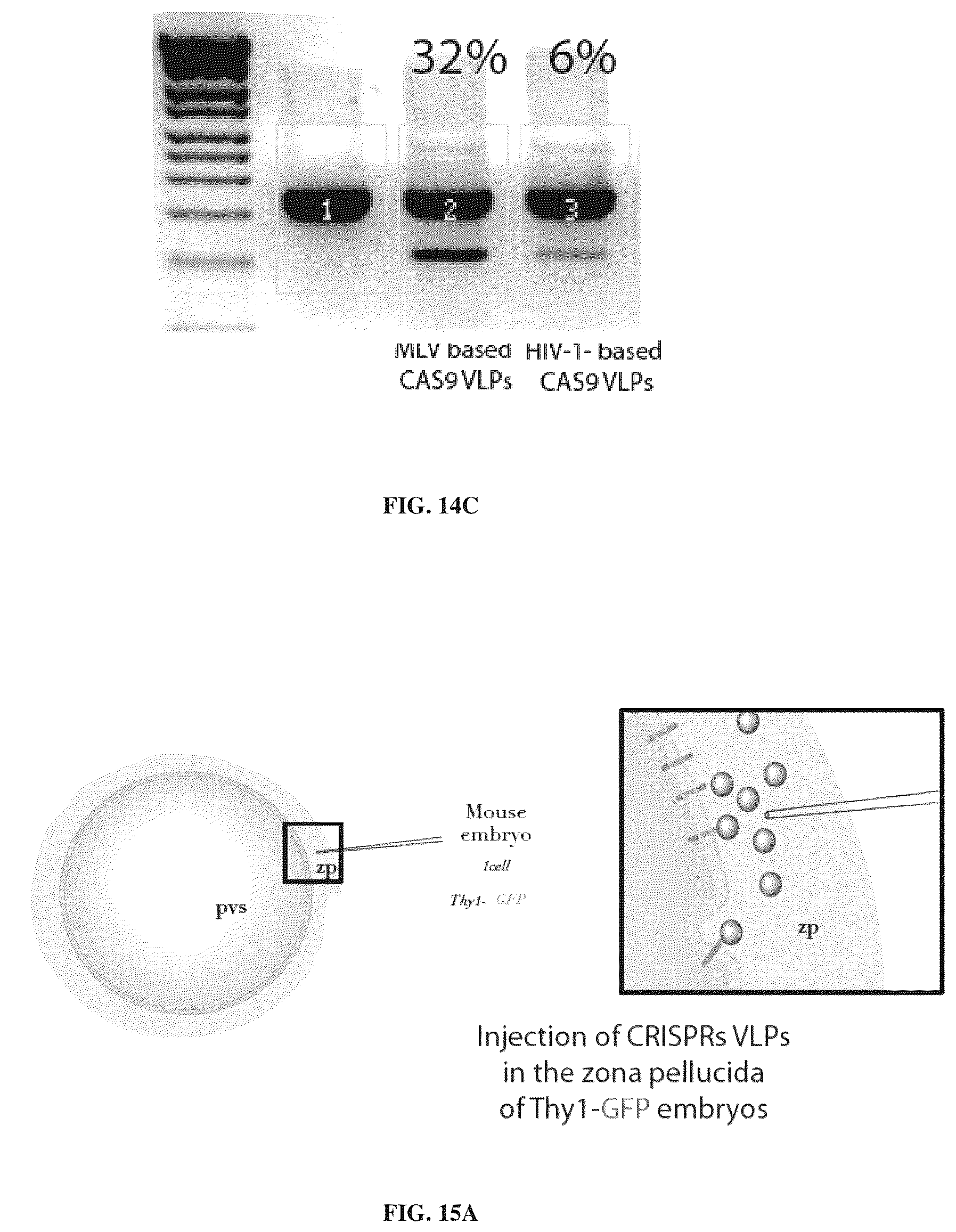 Patent US12365707 Figure 20 – Methods and products for genetic engineering