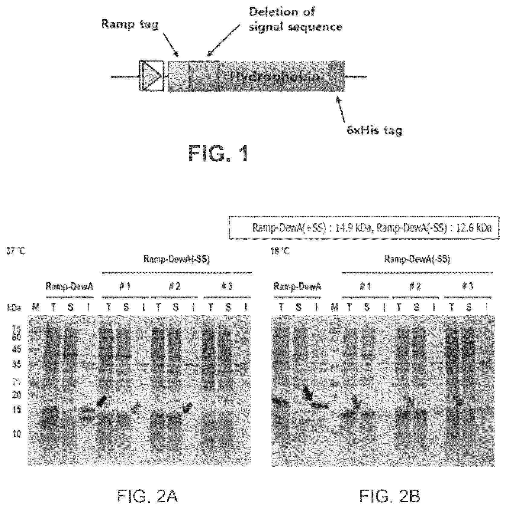 Patent US12365708 Figure 1 – Method for soluble expression and purification of hydrophobin