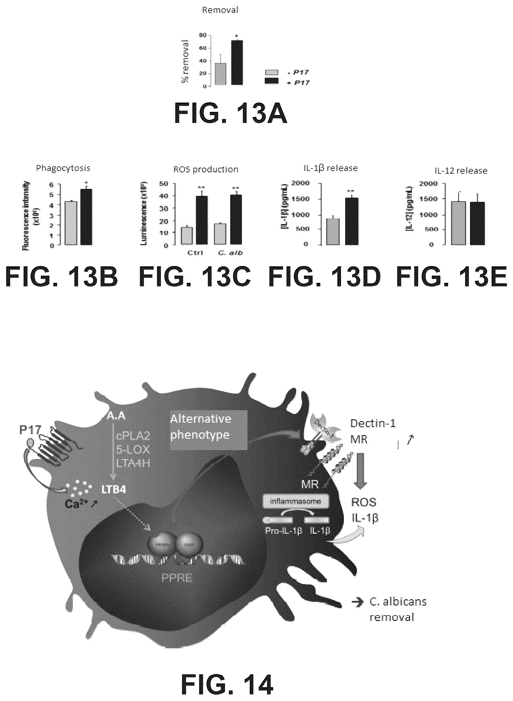 Patent US12365709 Figure 7 – Immunomodulatory peptide