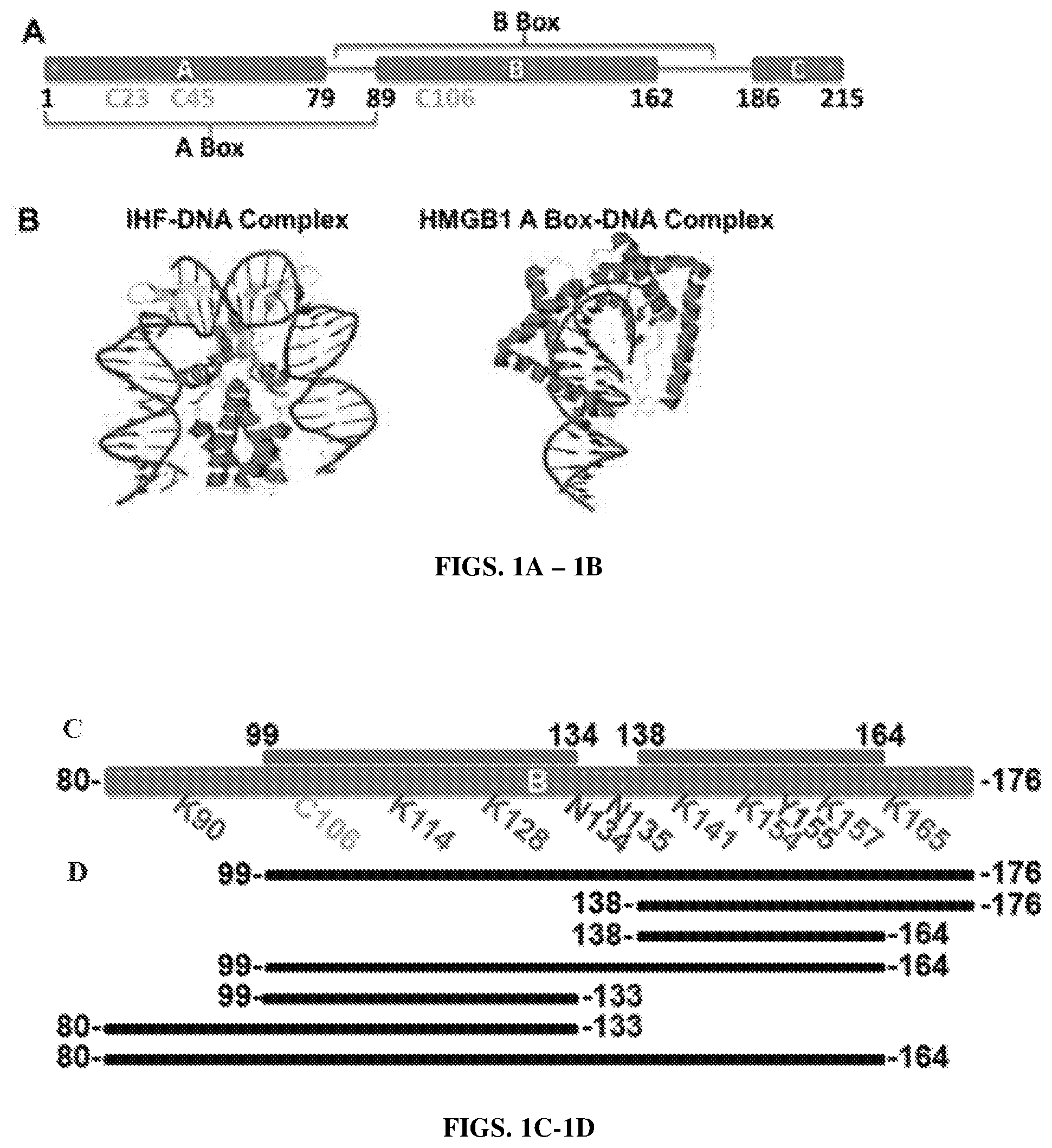 Patent US12365710 — HMGB1 protein derivatives for the removal of biofilms — Figure 1