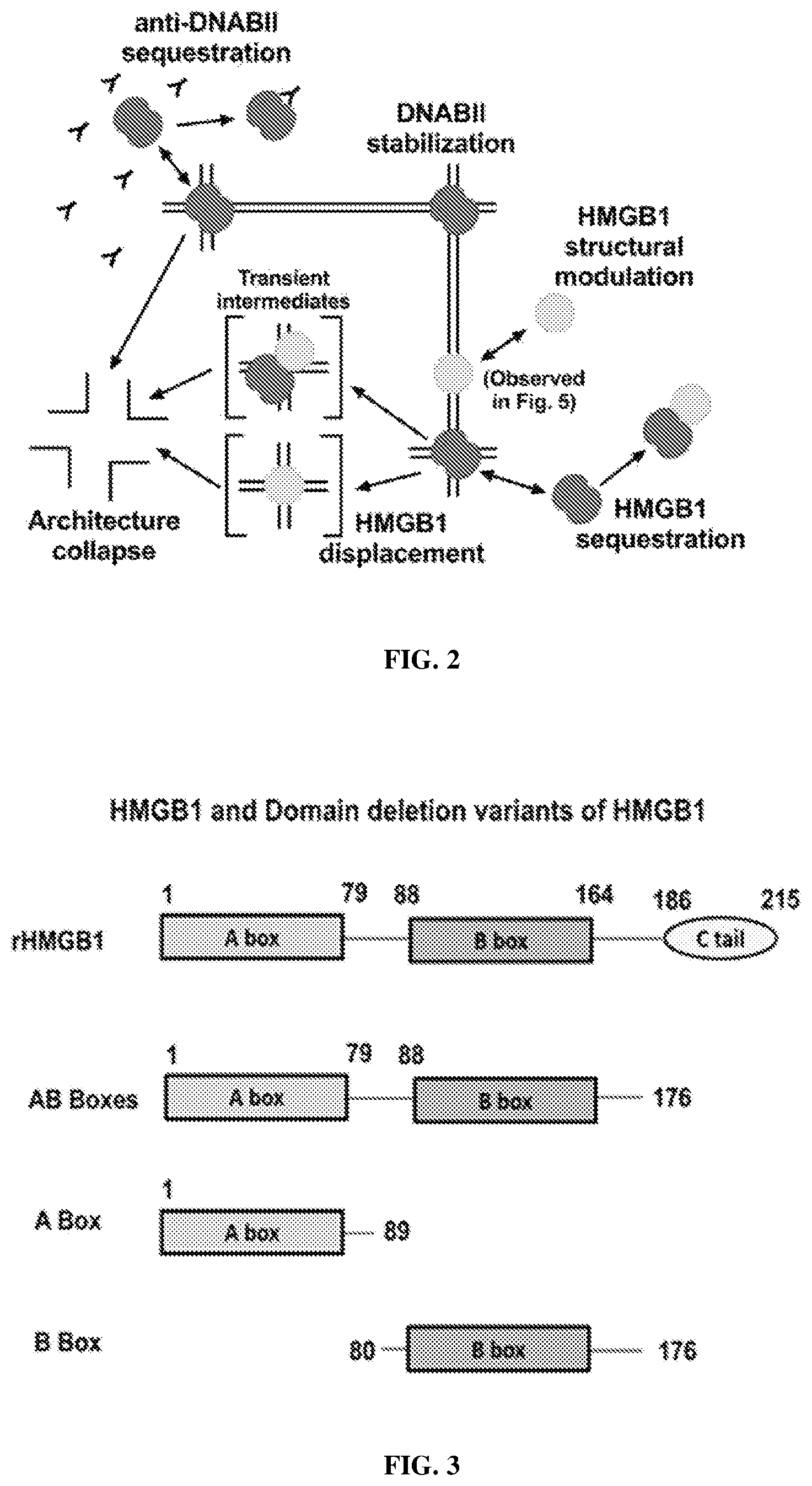 Patent US12365710 Figure 2 – HMGB1 protein derivatives for the removal of biofilms