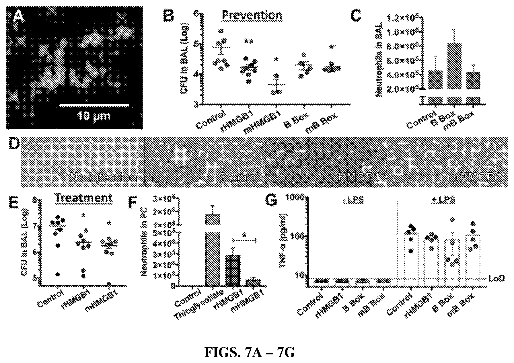 Patent US12365710 Figure 5 – HMGB1 protein derivatives for the removal of biofilms