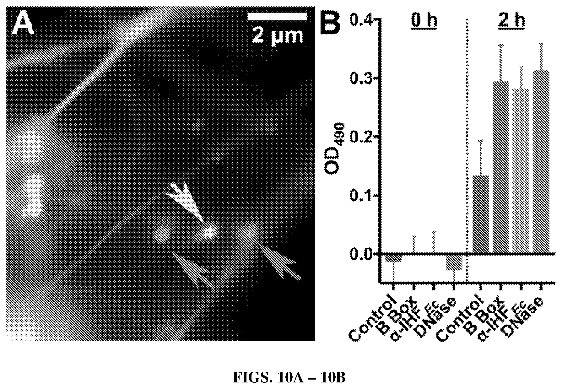 Patent US12365710 Figure 7 – HMGB1 protein derivatives for the removal of biofilms