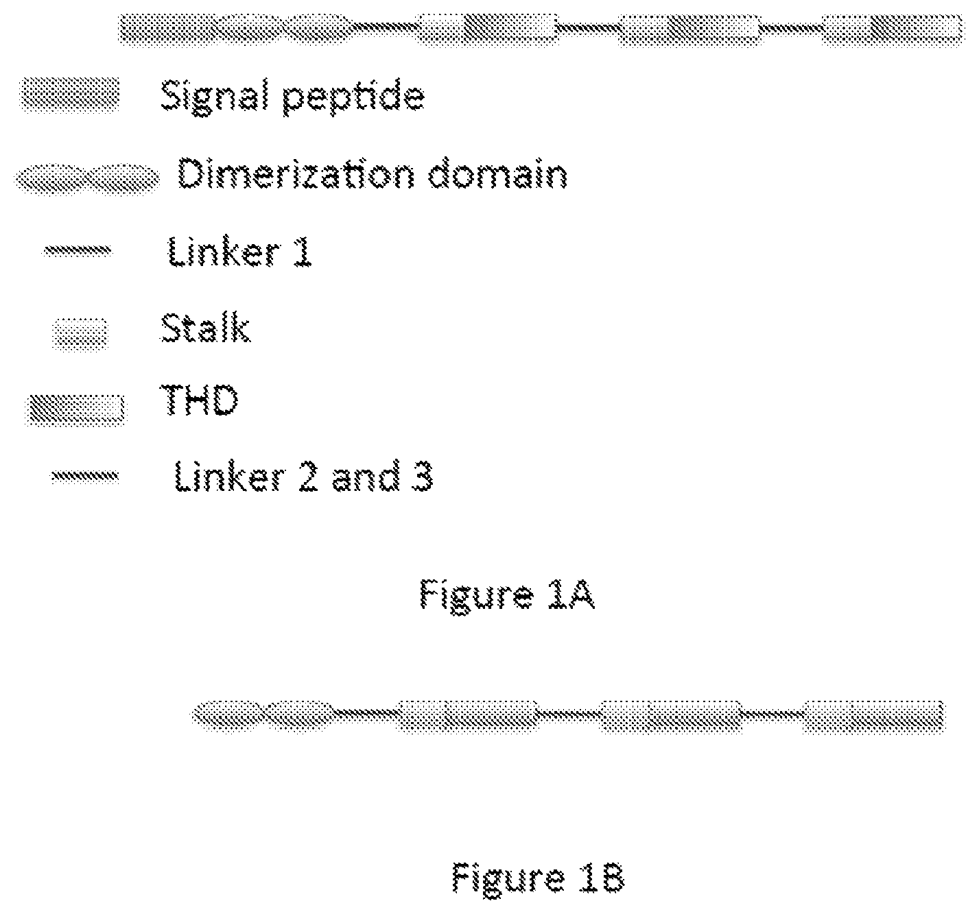 Patent US12365712 — Single-chain TNF Receptor 2 agonist fusion proteins — Figure 1
