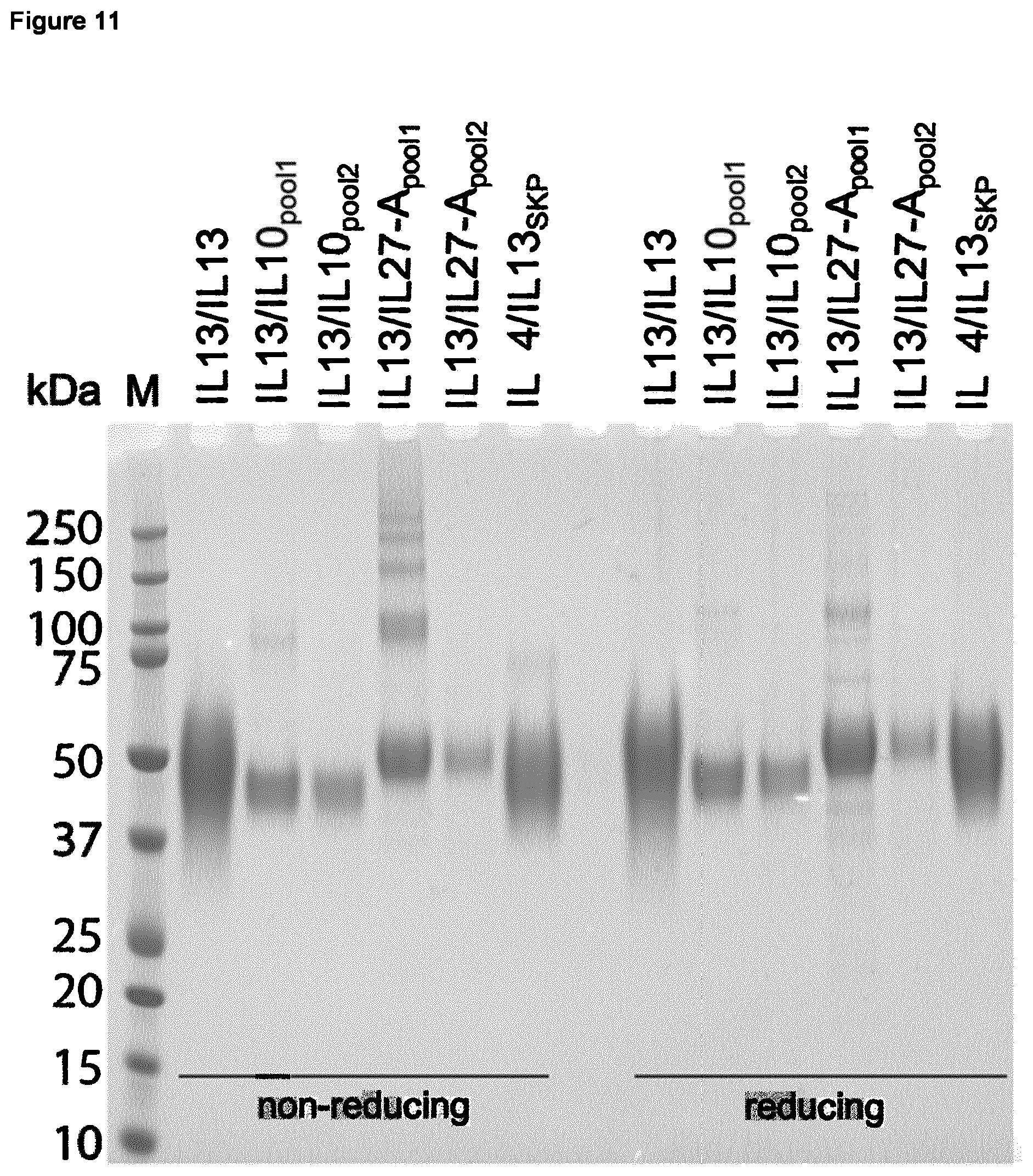 Patent US12365713 Figure 7 – Fusion protein comprising IL13