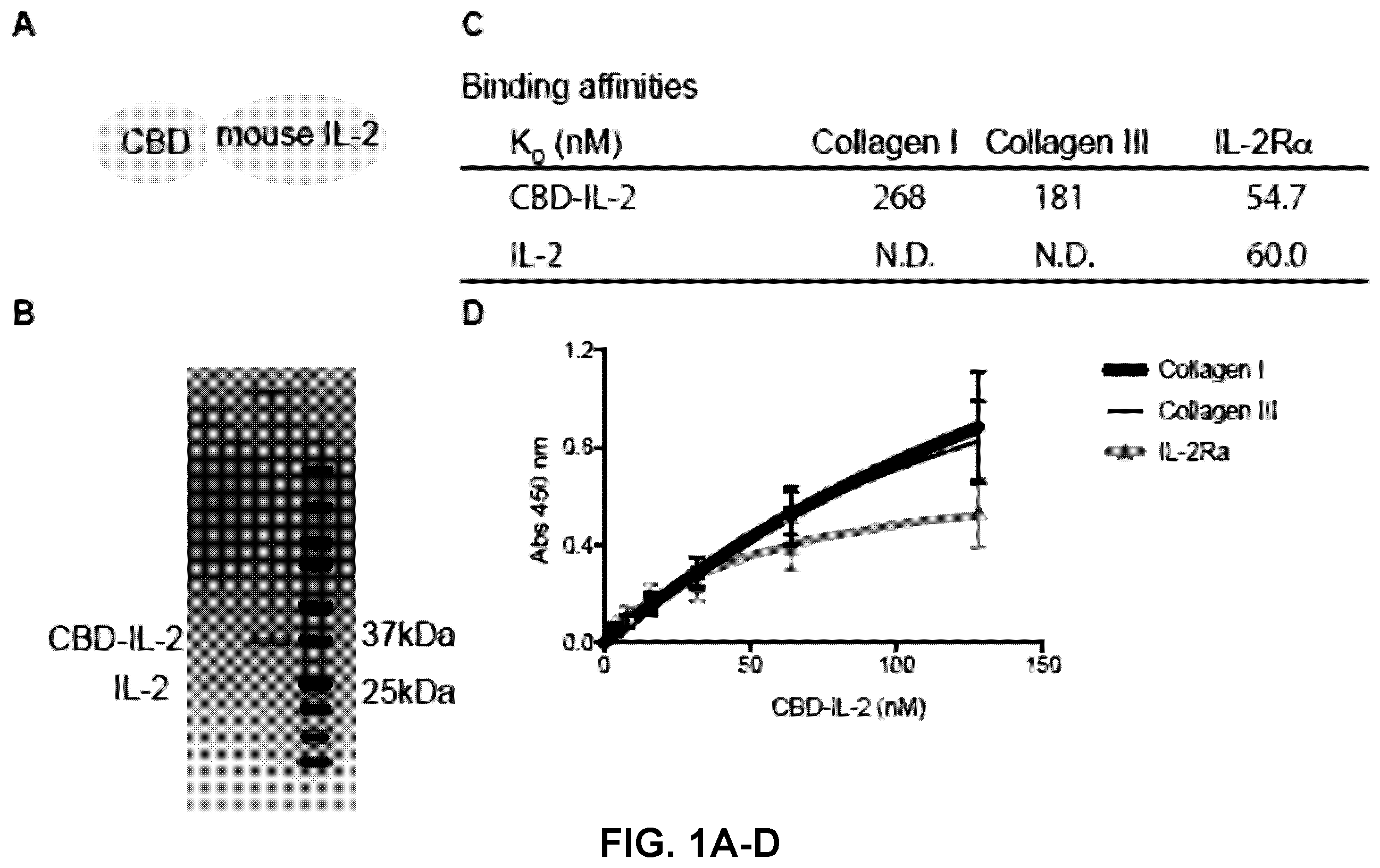 Patent US12365714 — Methods and compositions for treating cancer with ECM-affinity peptides linked to cytokines — Figure 1