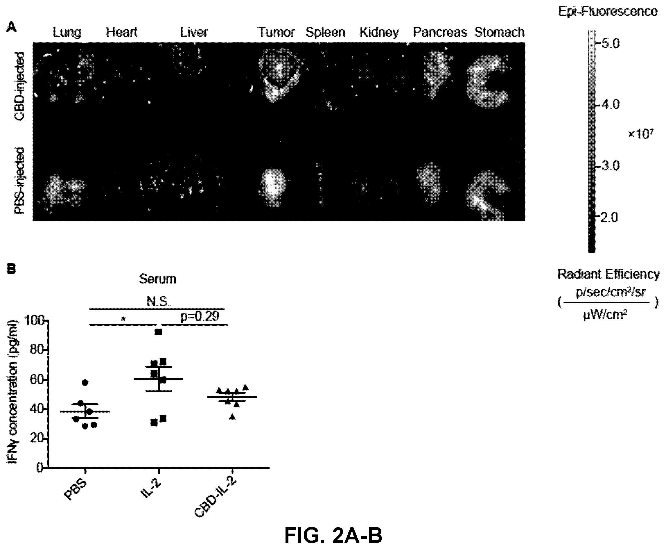 Patent US12365714 Figure 3 – Methods and compositions for treating cancer with ECM-affinity peptides linked to cytokines