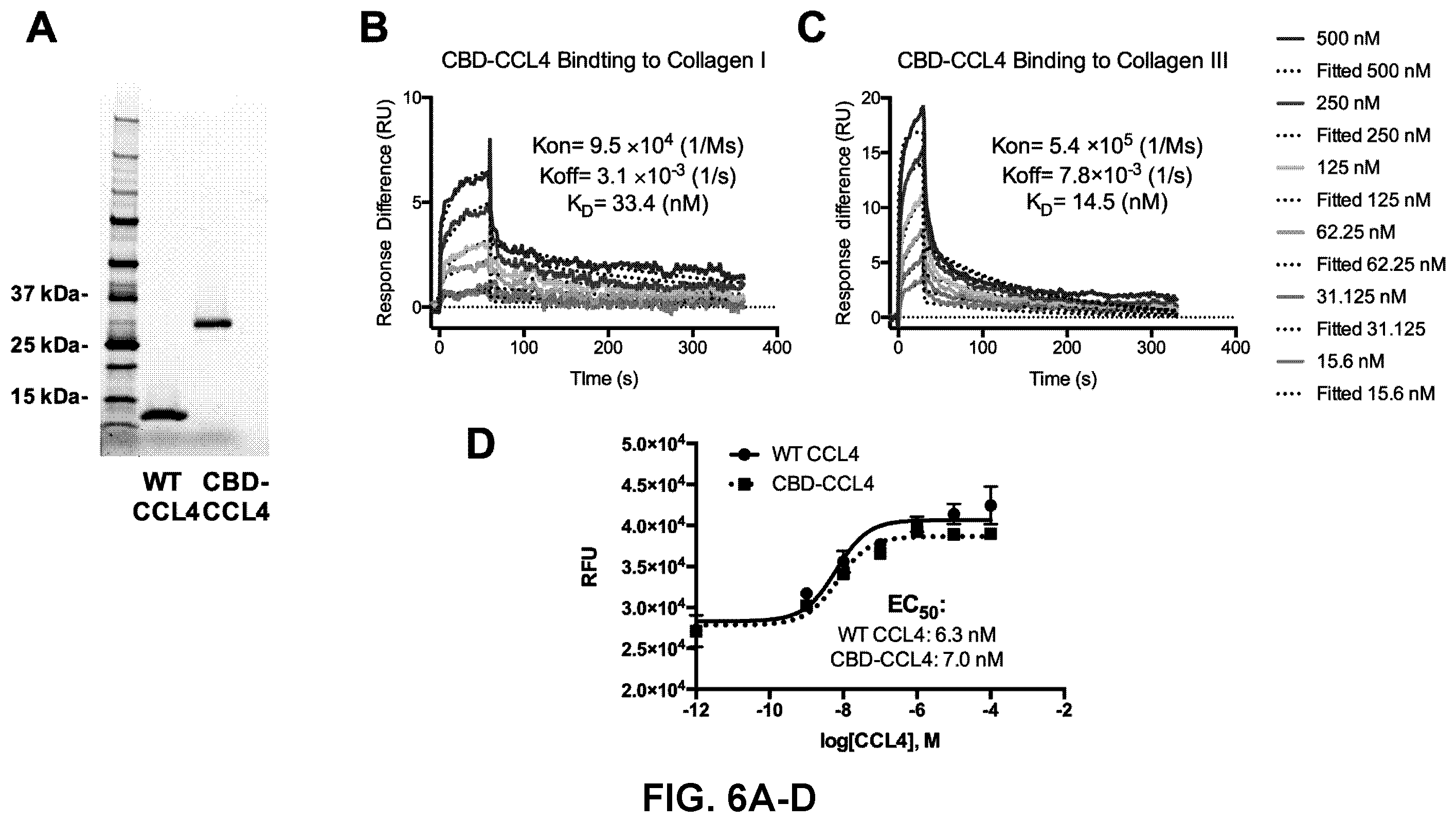 Patent US12365714 Figure 6 – Methods and compositions for treating cancer with ECM-affinity peptides linked to cytokines