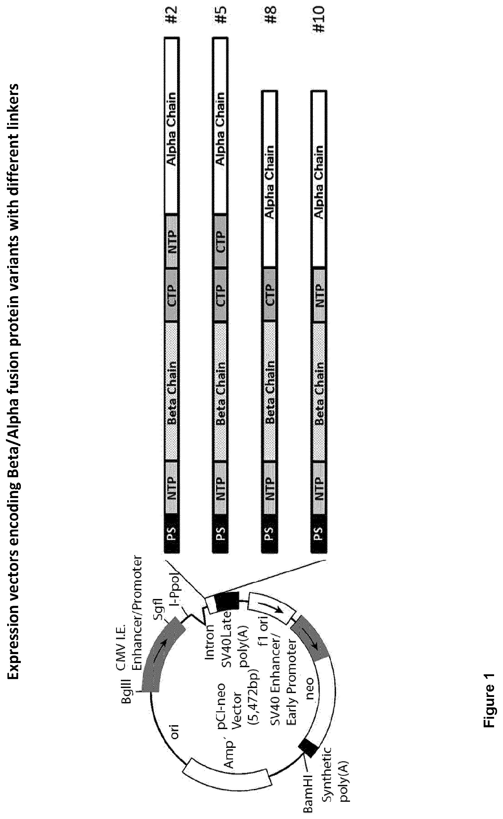 Patent US12365715 Figure 1 – Recombinant chorionic gonadotropin, procedure for preparation, pharmaceutical compositions and uses of the same