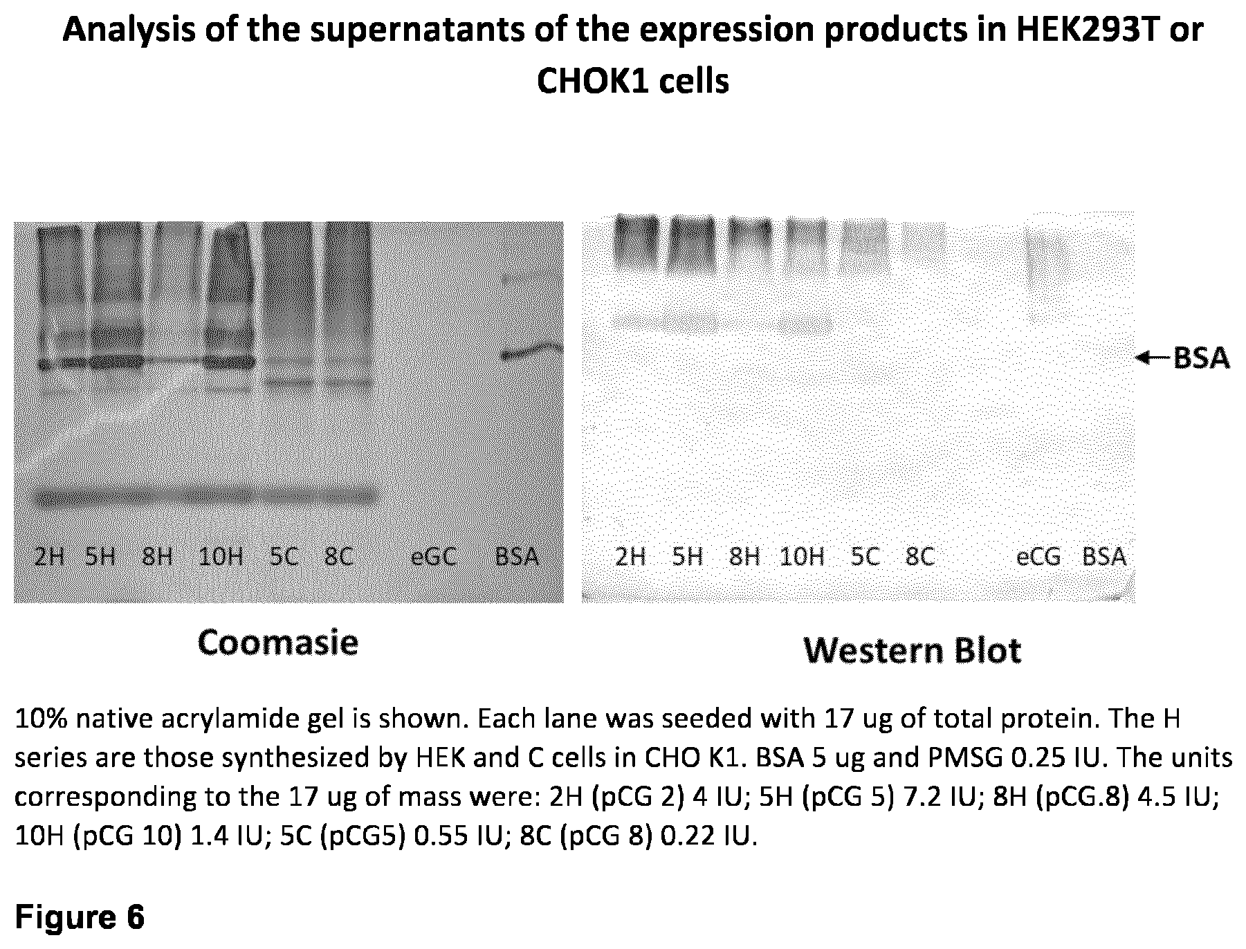 Patent US12365715 Figure 6 – Recombinant chorionic gonadotropin, procedure for preparation, pharmaceutical compositions and uses of the same