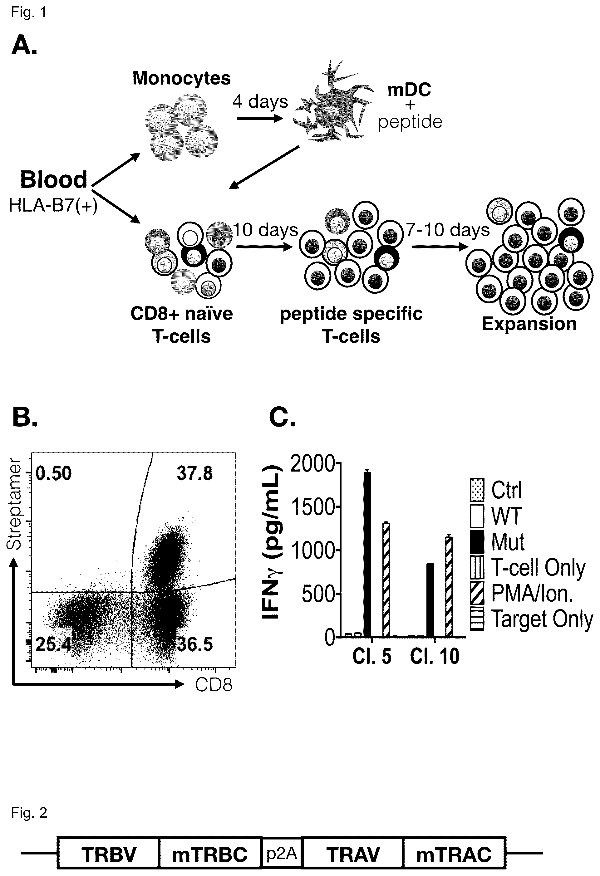 Patent US12365717 Figure 1 – Specific t cell receptors against epitopes of mutant MYD88L265P protein for adoptive T cell therapy