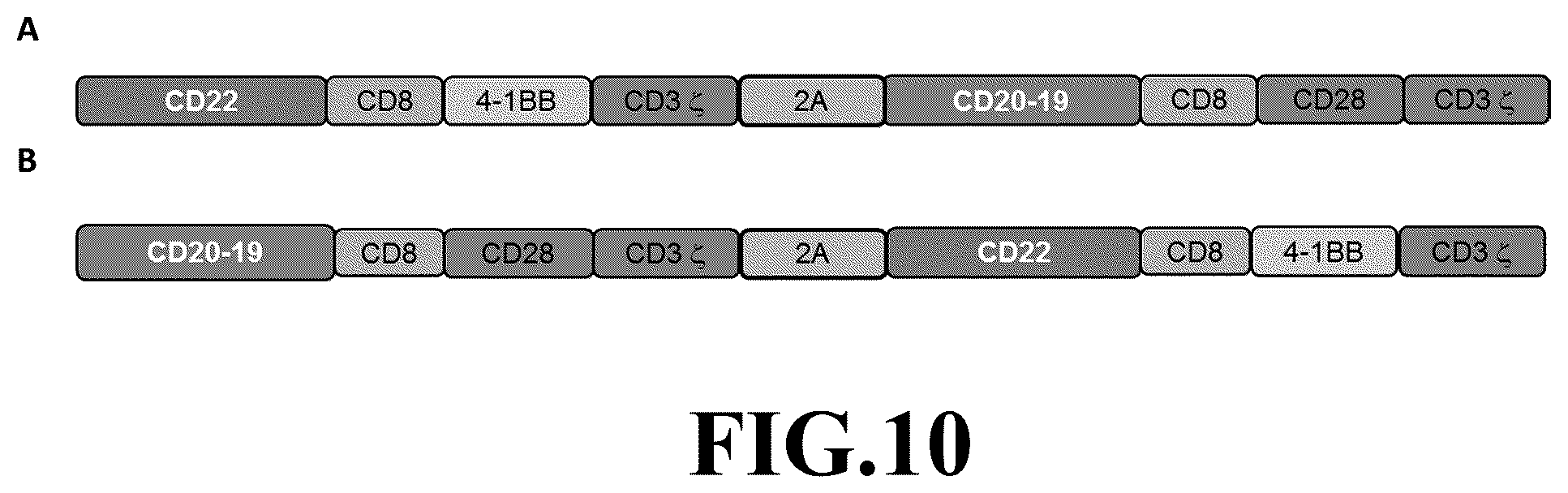 Patent US12365718 Figure 10 – Compositions and methods for treating cancer with DuoCARs