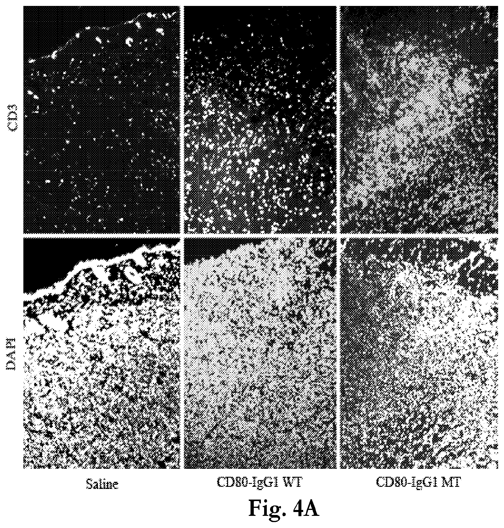 Patent US12365719 Figure 4 – CD80 extracellular domain polypeptides and their use in cancer treatment